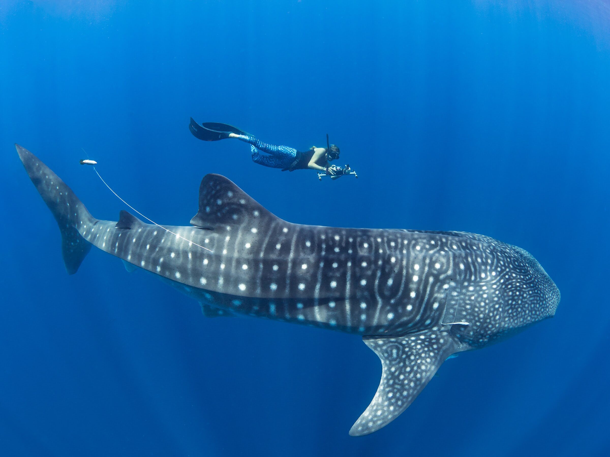A whale shark towing a tag on a tether, with a snorkeler above it