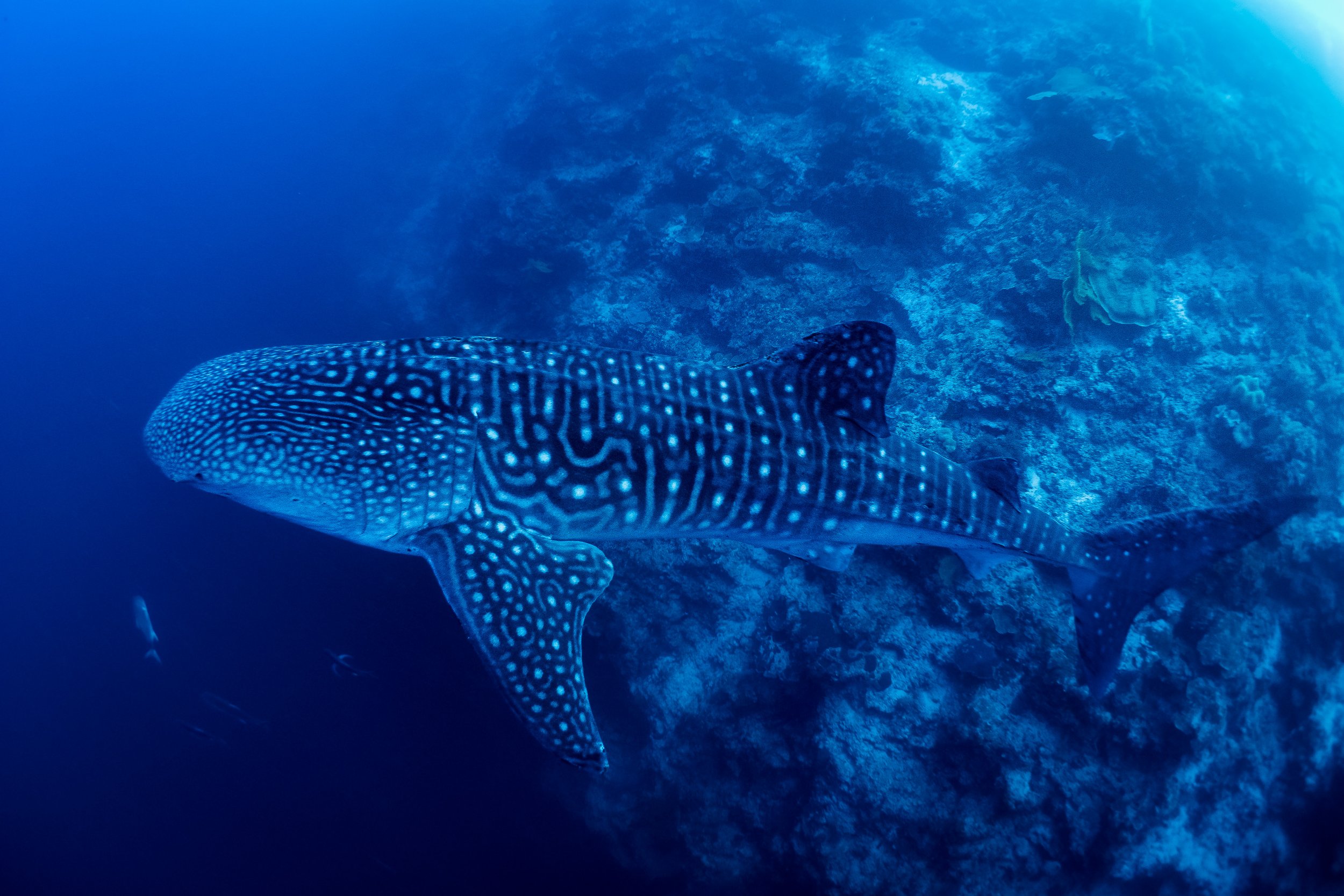 A whale shark swims along a reef wall at Tubbataha Reefs, Philippines