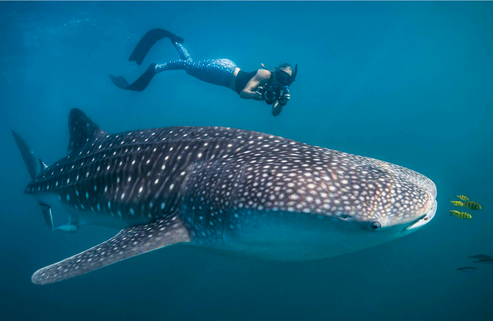 Whale shark research in GALAPAGOS