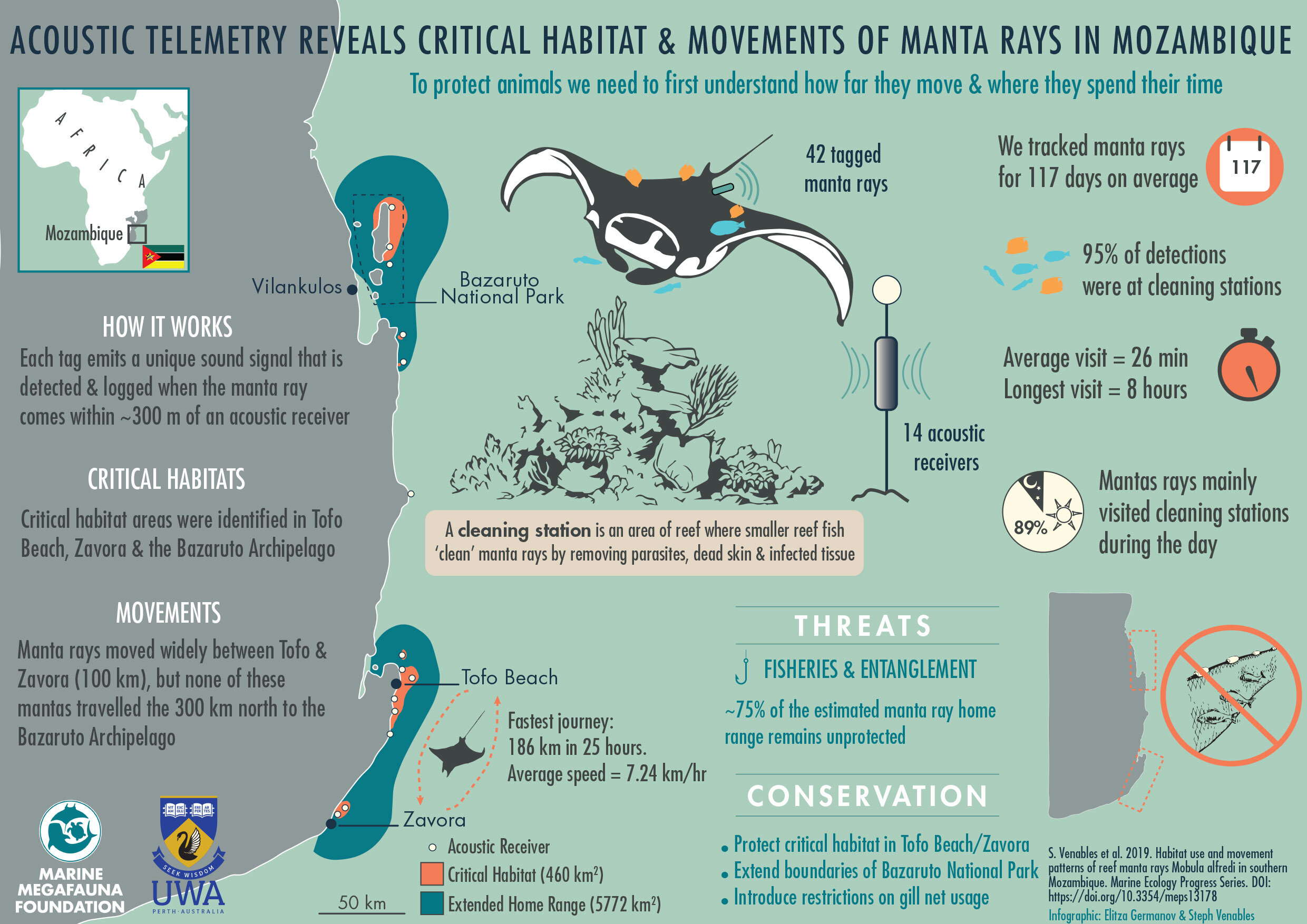 Infographic of the first reef manta ray tracking study in Mozambique, showing receiver sites from Závora to the Bazaruto Archipelago