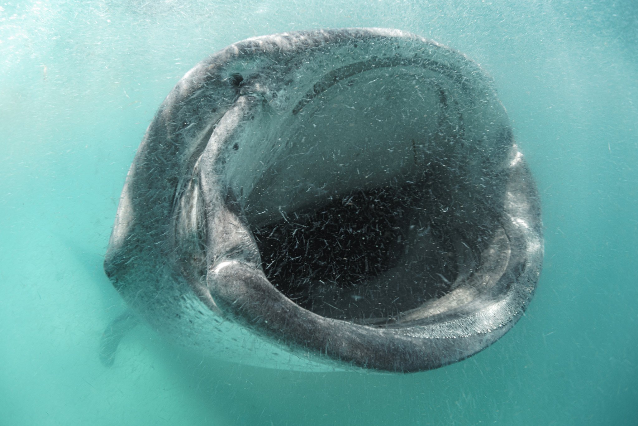 A whale shark feeding on dense shrimp at Mafia Island
