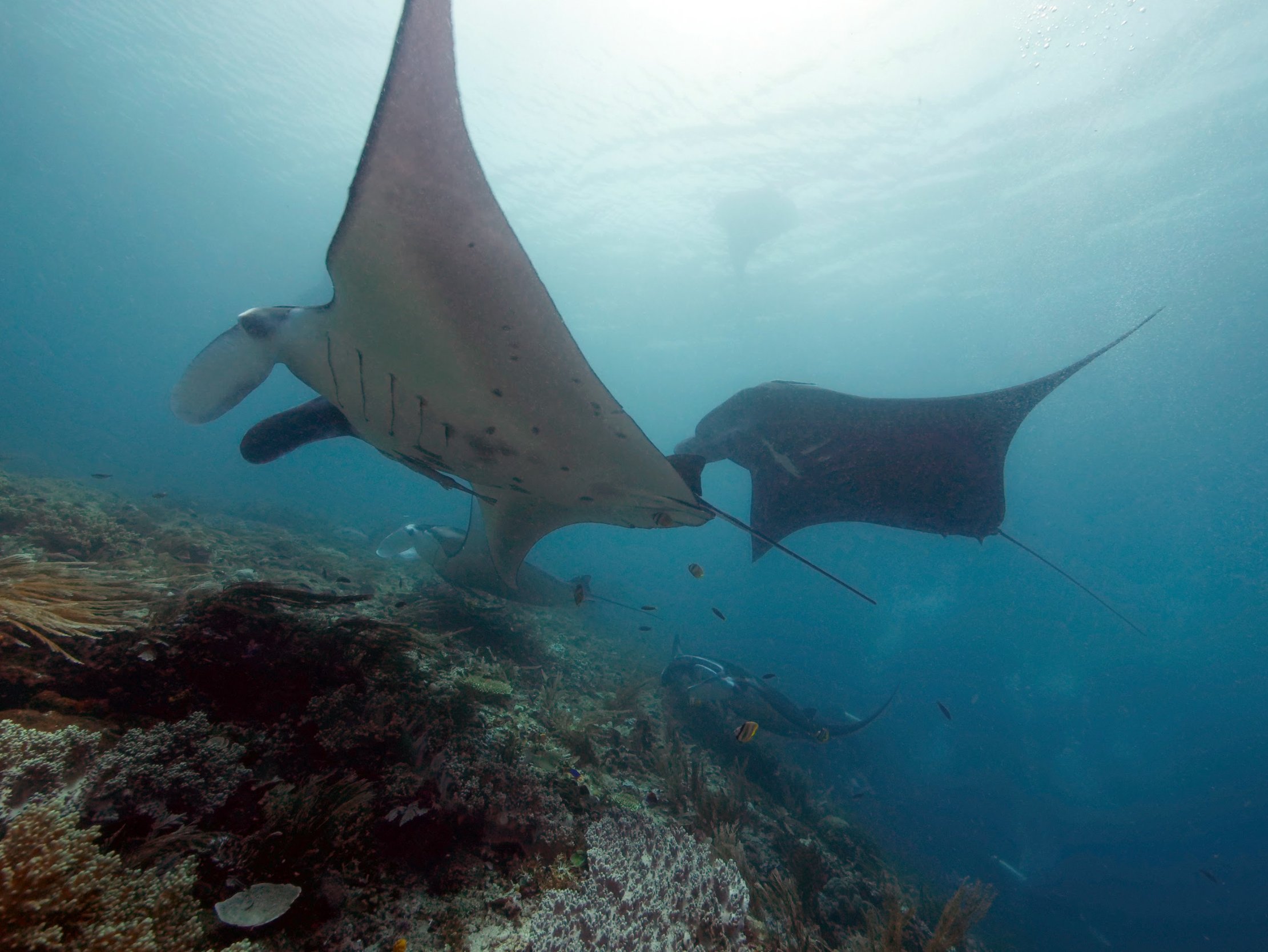Social mantas © Rob Perryman