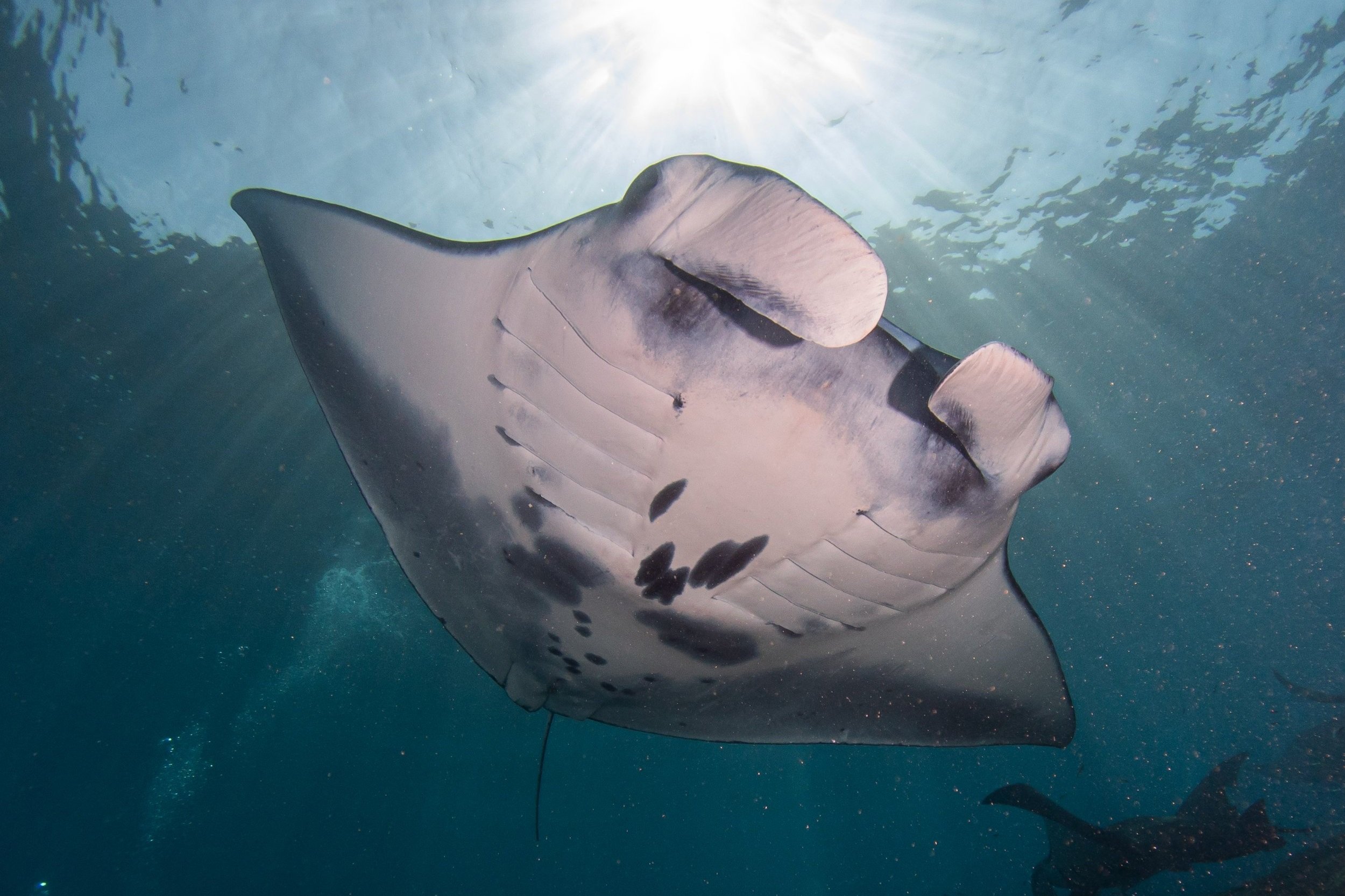 A reef manta ray seen from below, with sunlight streaming through the surface