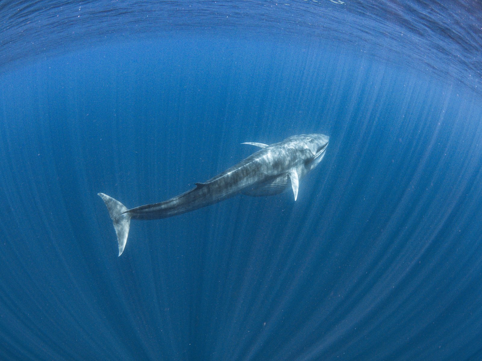 An Omura's whale off Nosy Be, Madagascar