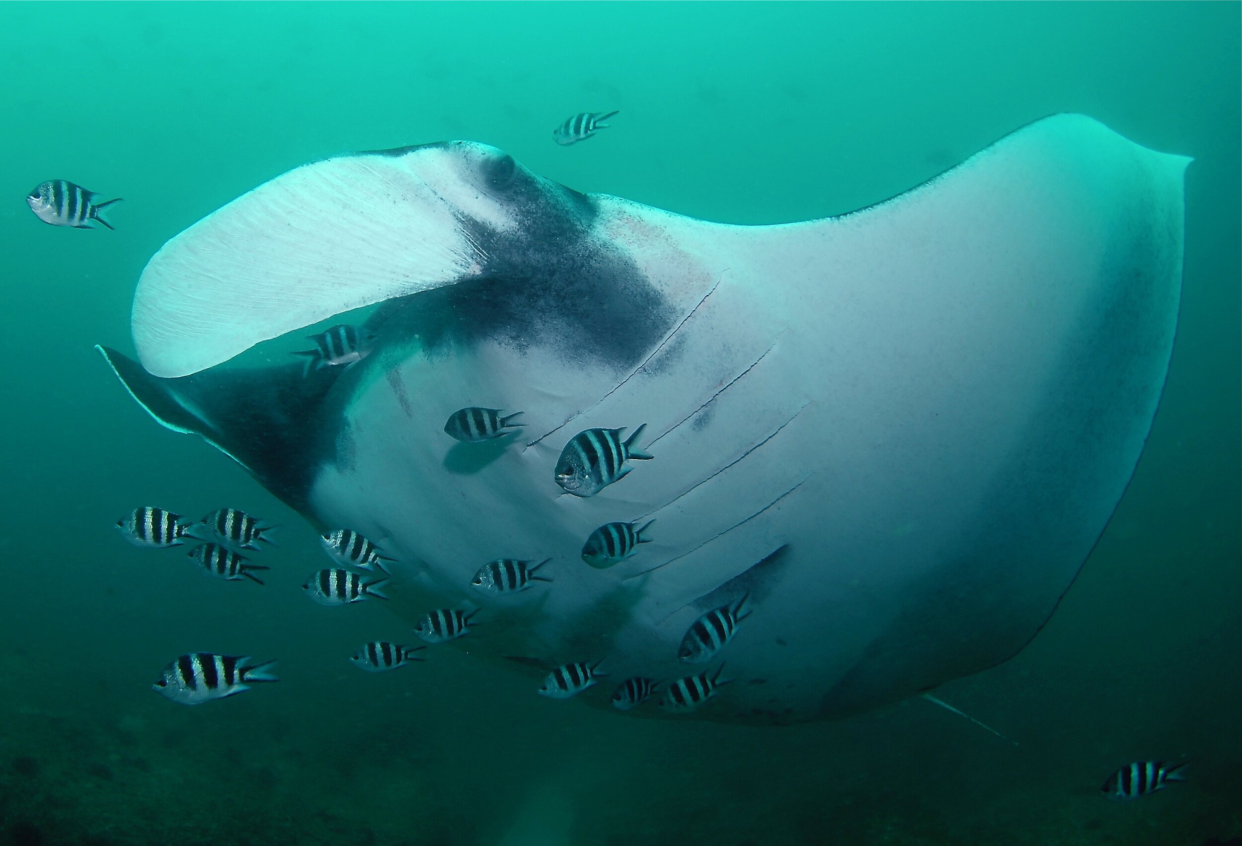 An oceanic manta ray at a cleaning station, surrounded by small fish