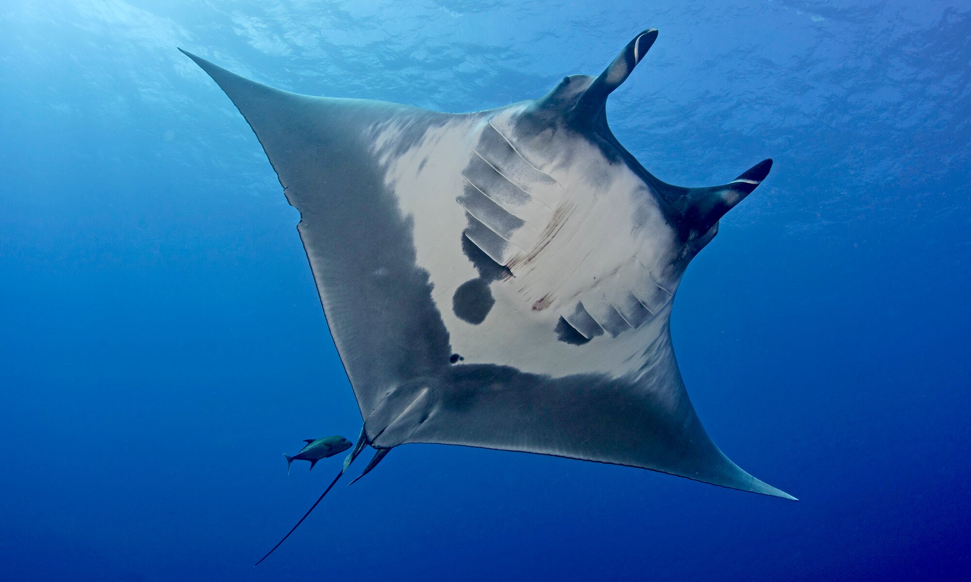 Giant manta ray. Photo by Dr. Andrea Marshall