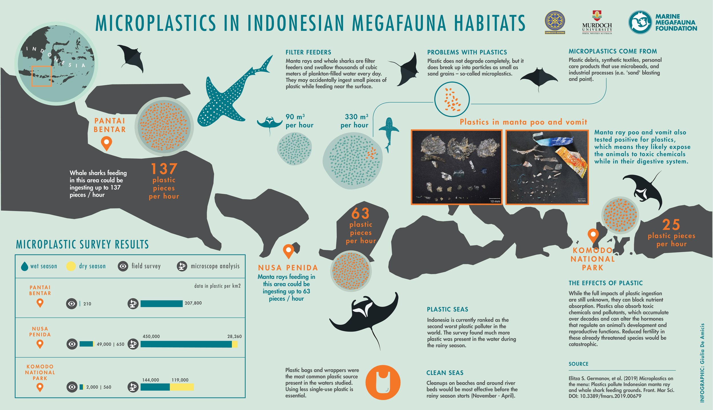 Infographic: microplastics and filter-feeding megafauna