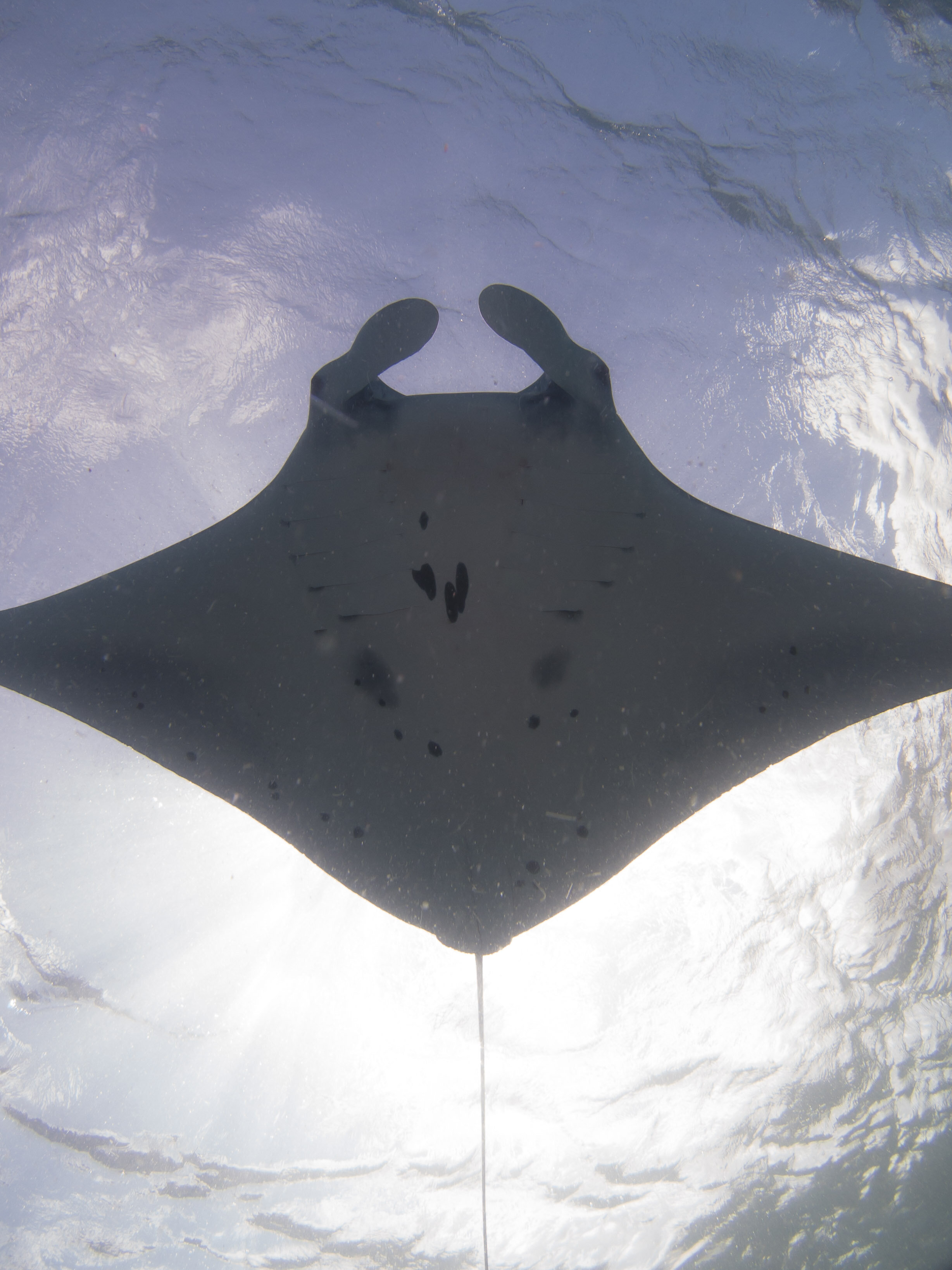 A sample manta belly to ID