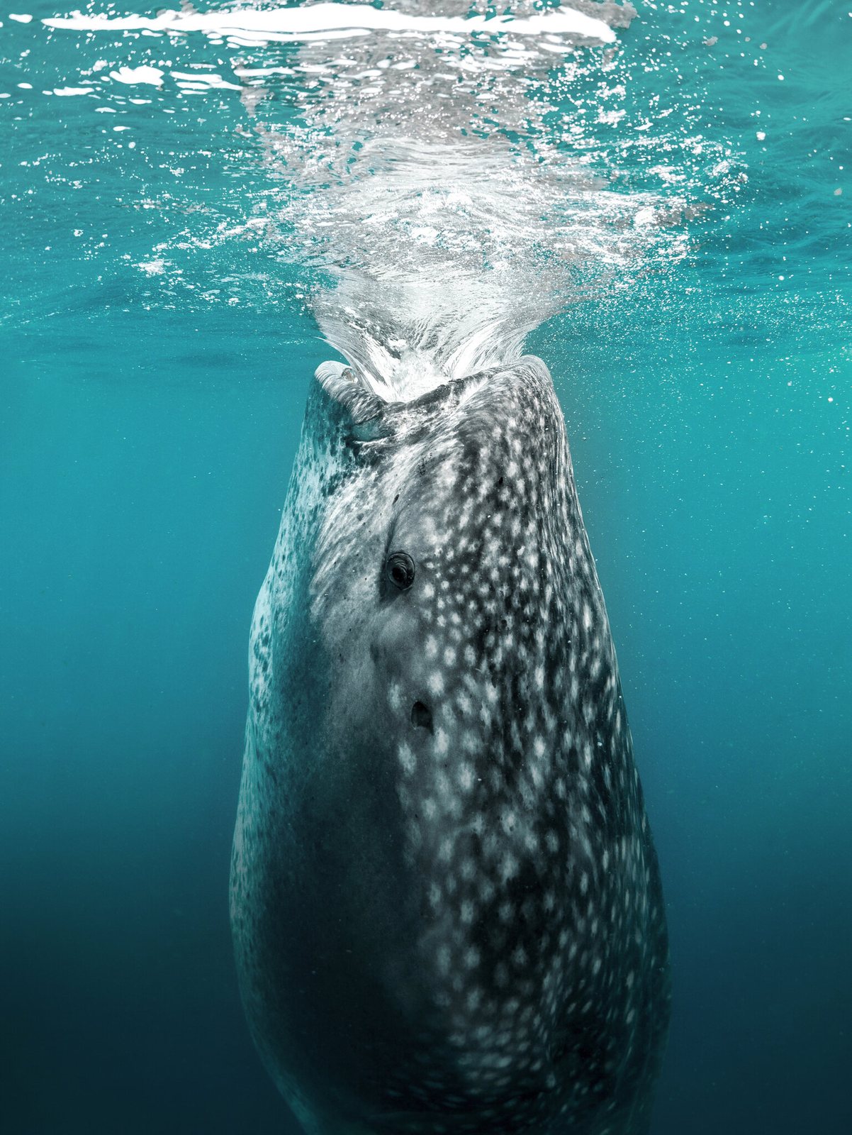 A whale shark feeds vertically at the surface off Isla Mujeres, Mexico