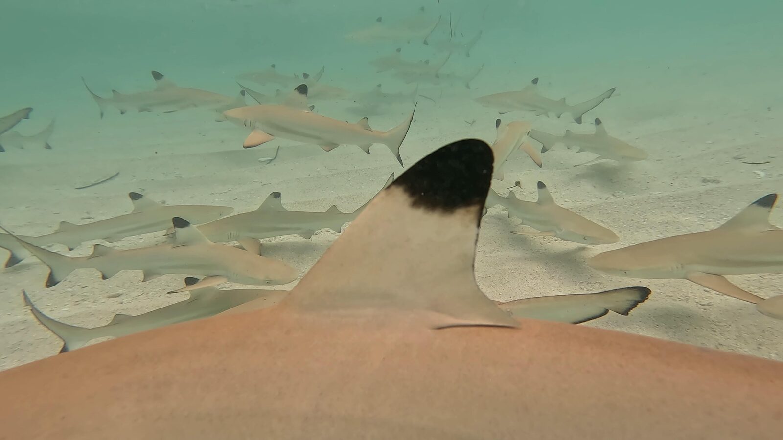 A young blacktip reef shark's dorsal fin, seen close up from behind, with other young sharks swimming over the sand beyond it