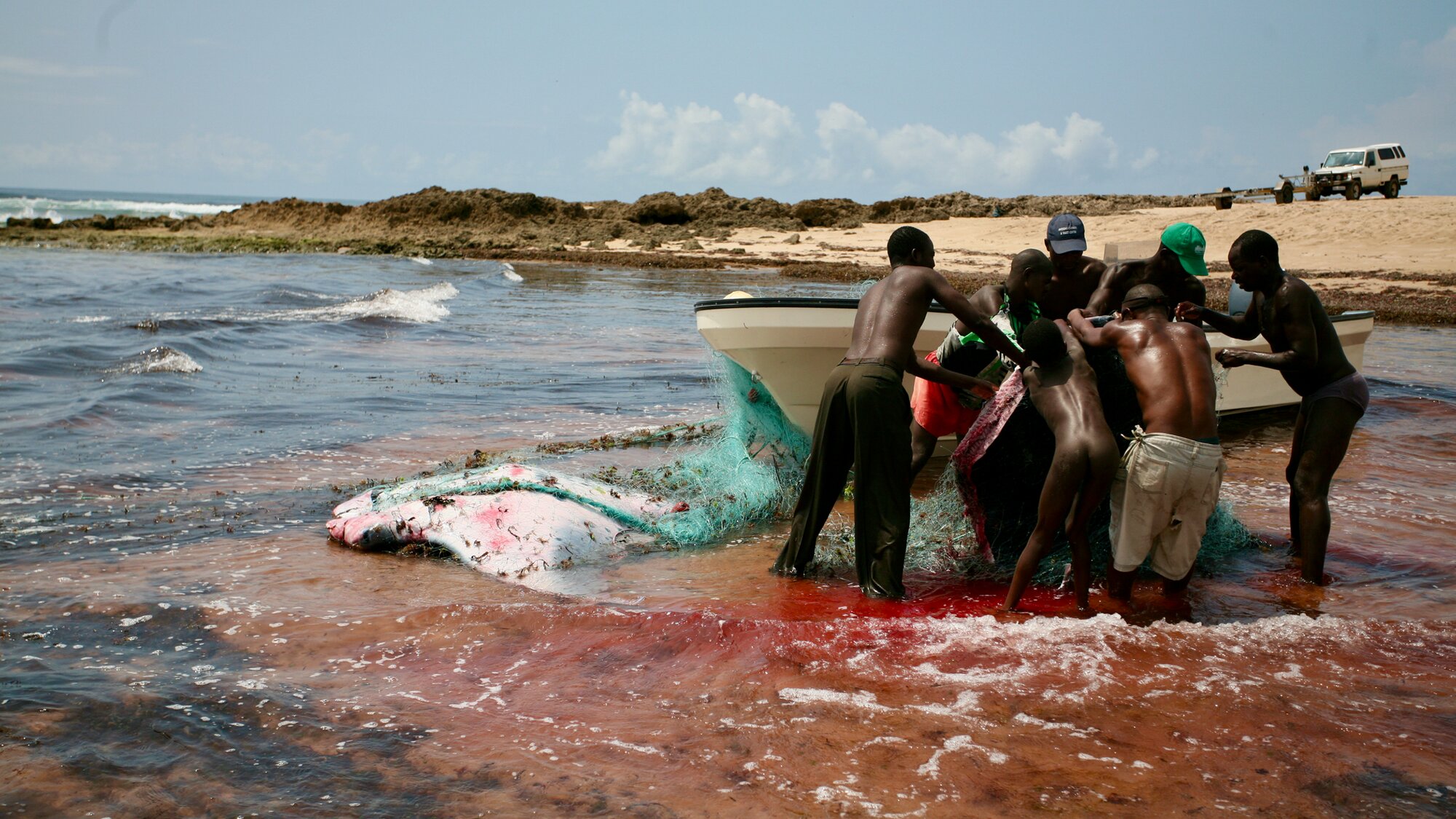 Manta ray caught in a fishing net; Photo by Dr. Andrea Marshall