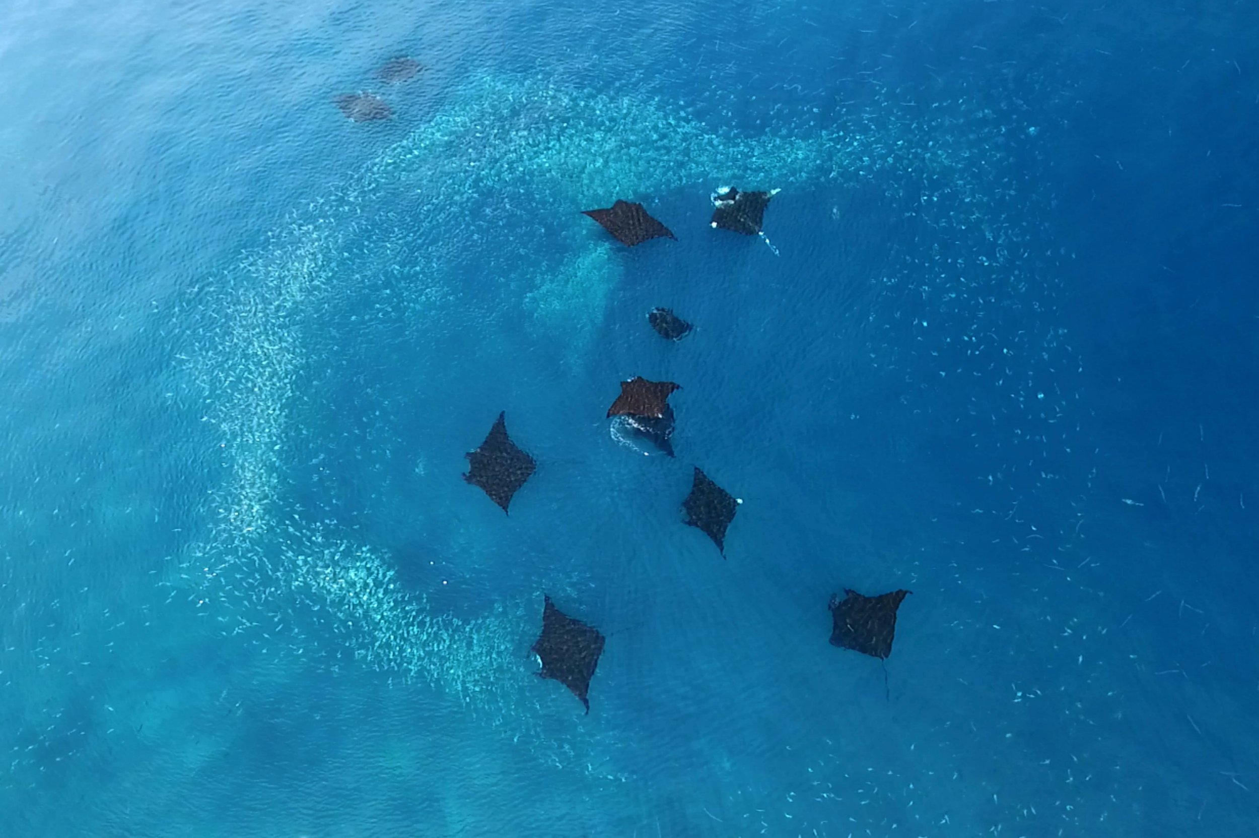 Melanistic-reef-mantas-social-feeding-©-Rob-Perryman