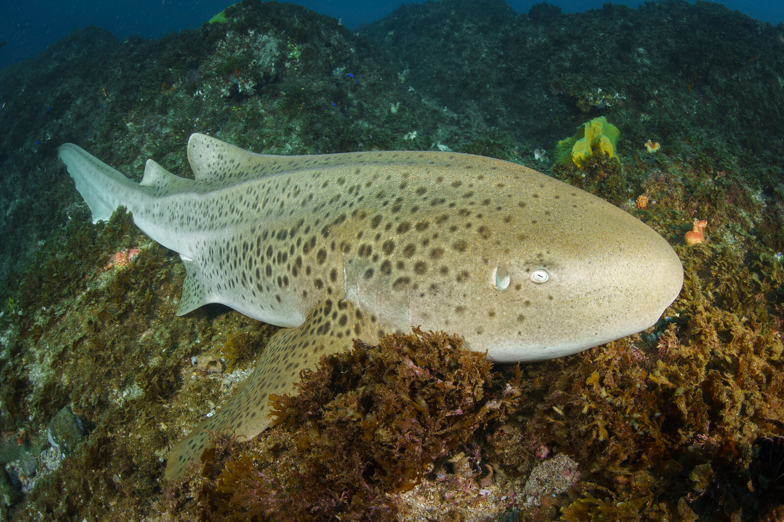The spot pattern on the left side of a leopard shark off Byron Bay