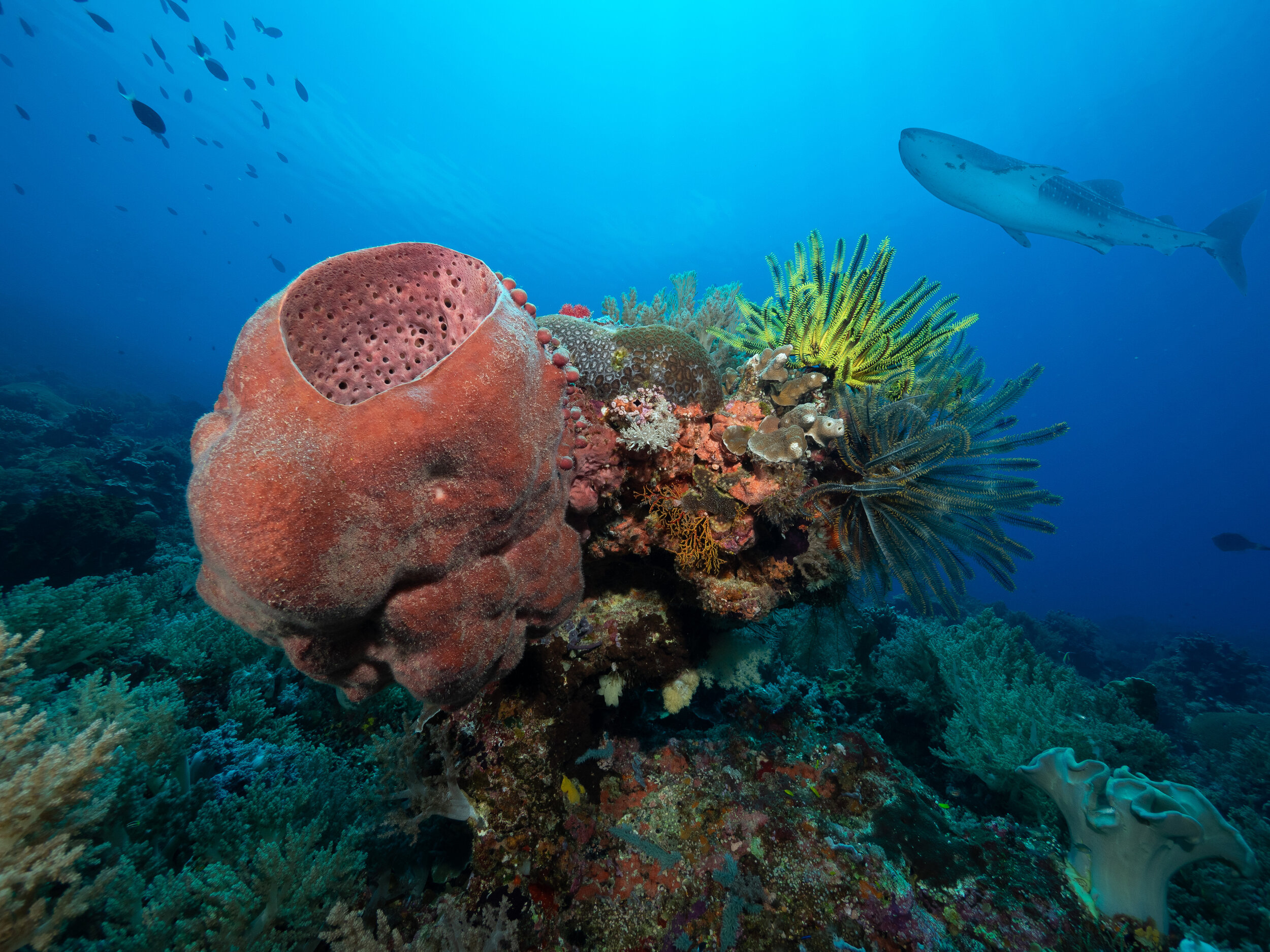 A barrel sponge and feather stars on the reef at Tubbataha, with a whale shark passing behind