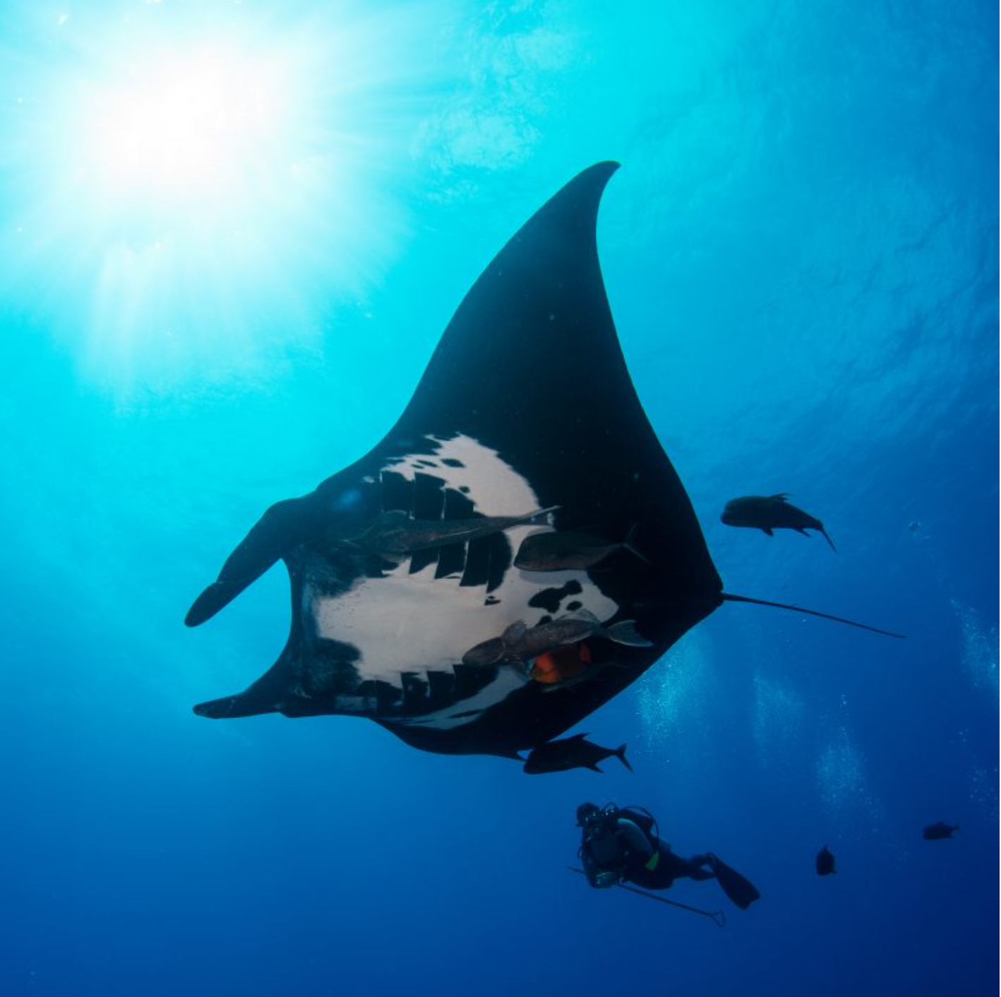 Stephanie Venables, lead author of the study, with a melanistic giant manta ray (Mobula birostris). Photo credit: Doug Keim