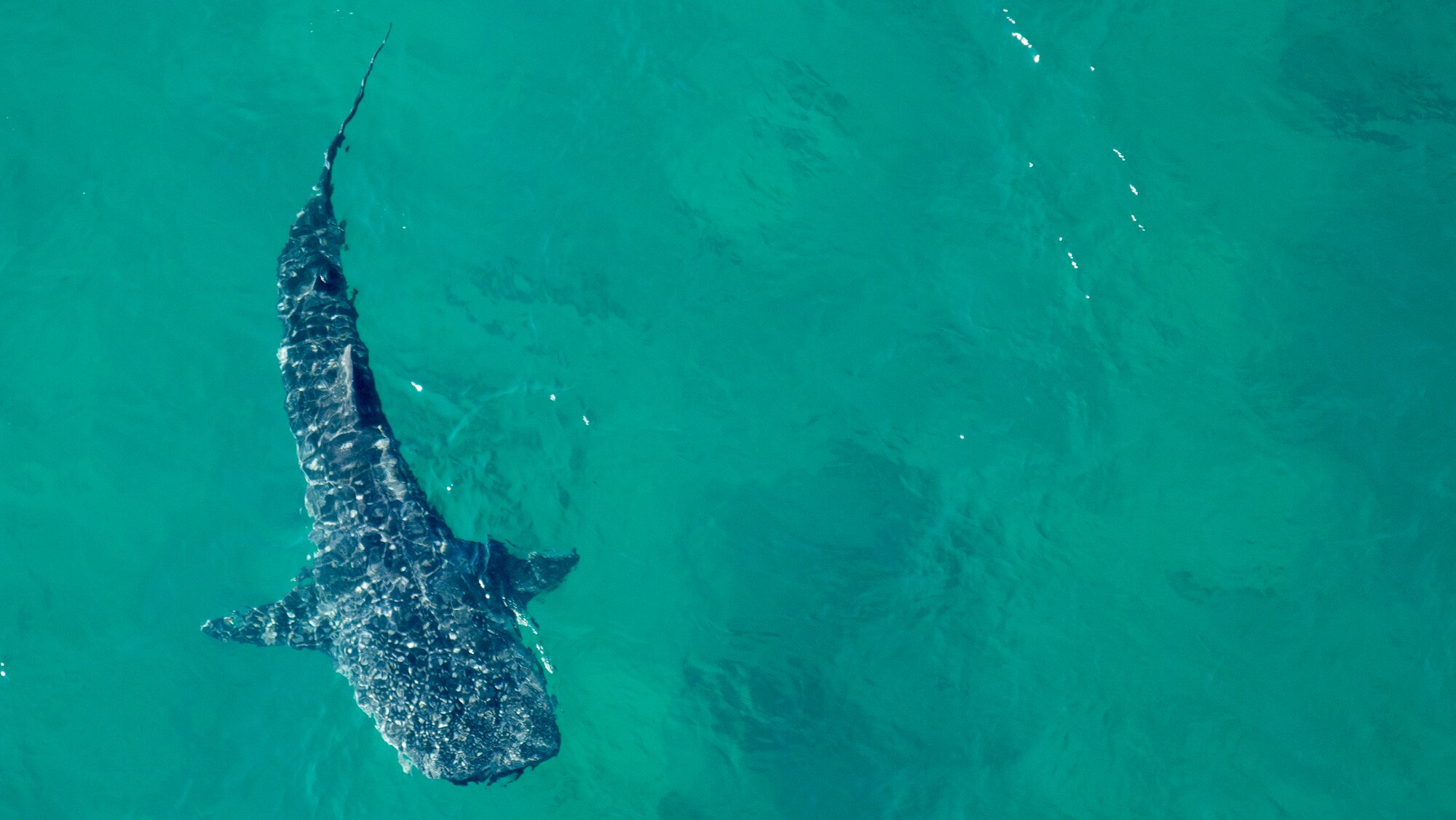 A whale shark swimming near the surface in Mozambique, seen from above