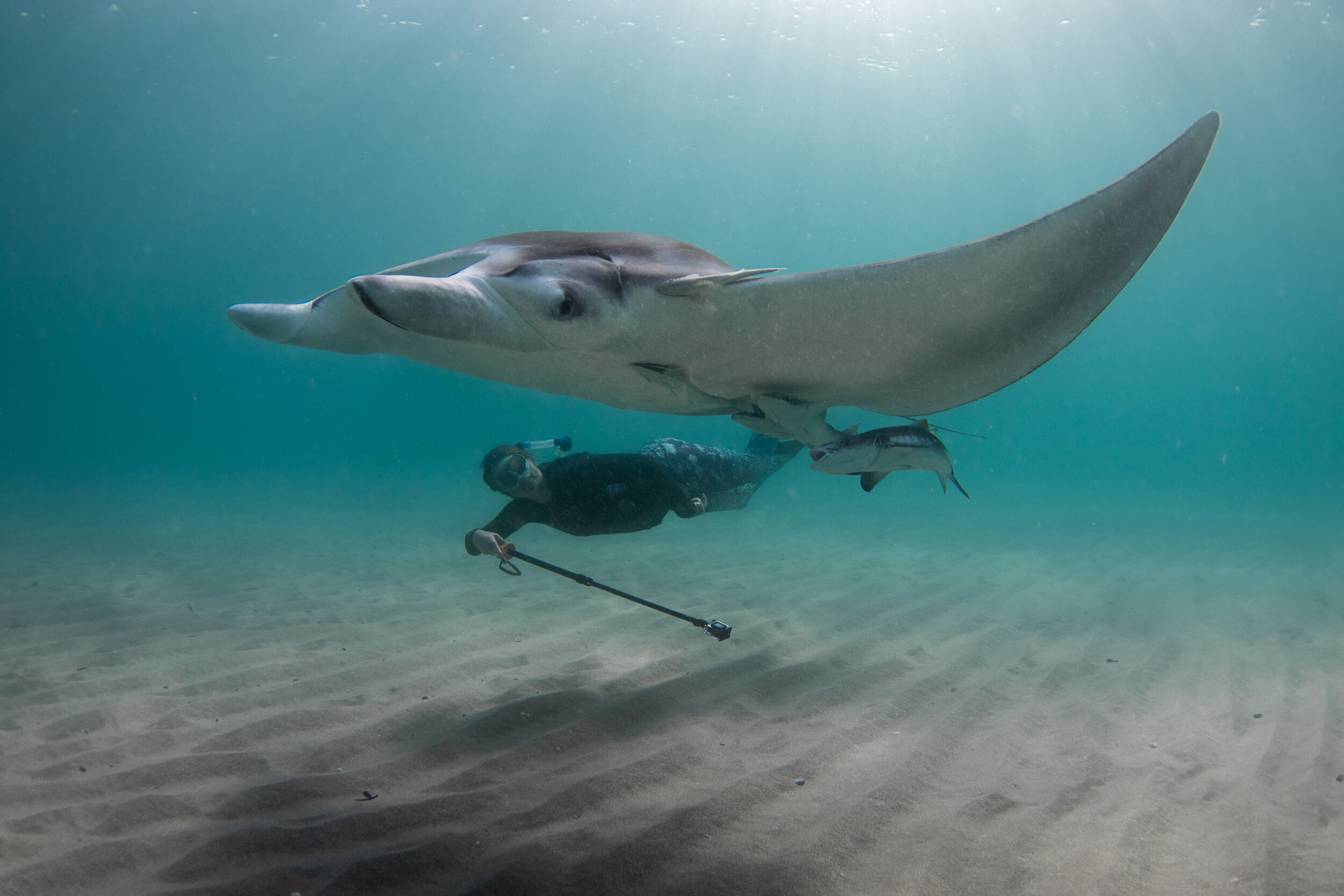 Jessica Pate freedives beneath a manta ray named Nova