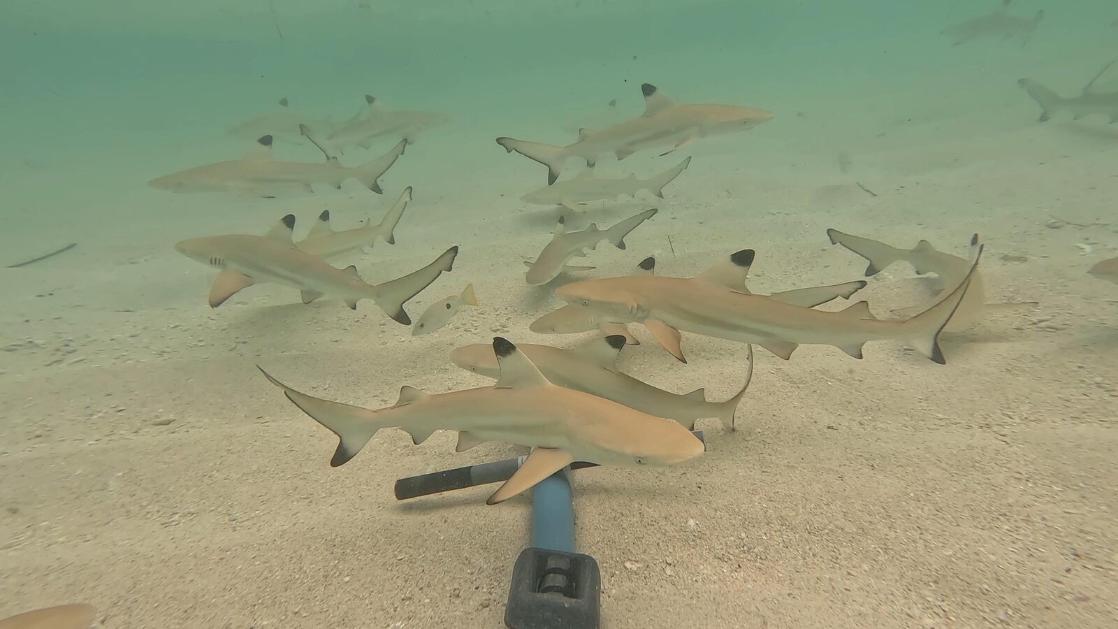 A group of young blacktip reef sharks swims over the sand around the camera's bait arm
