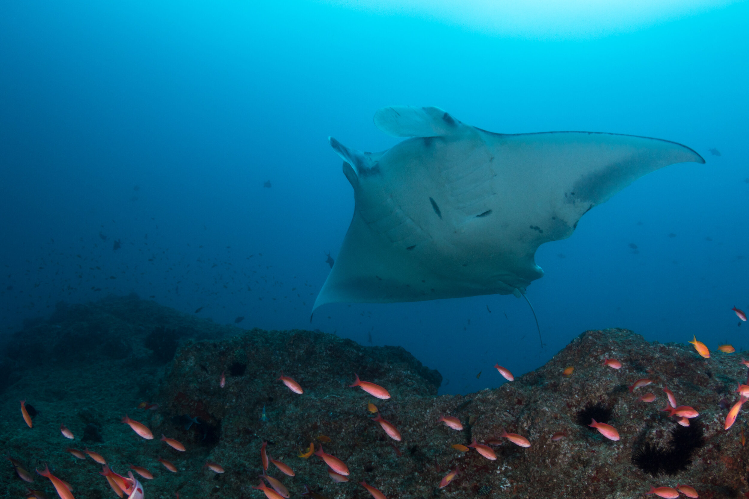 A manta ray over the Giants cleaning station in southern Mozambique
