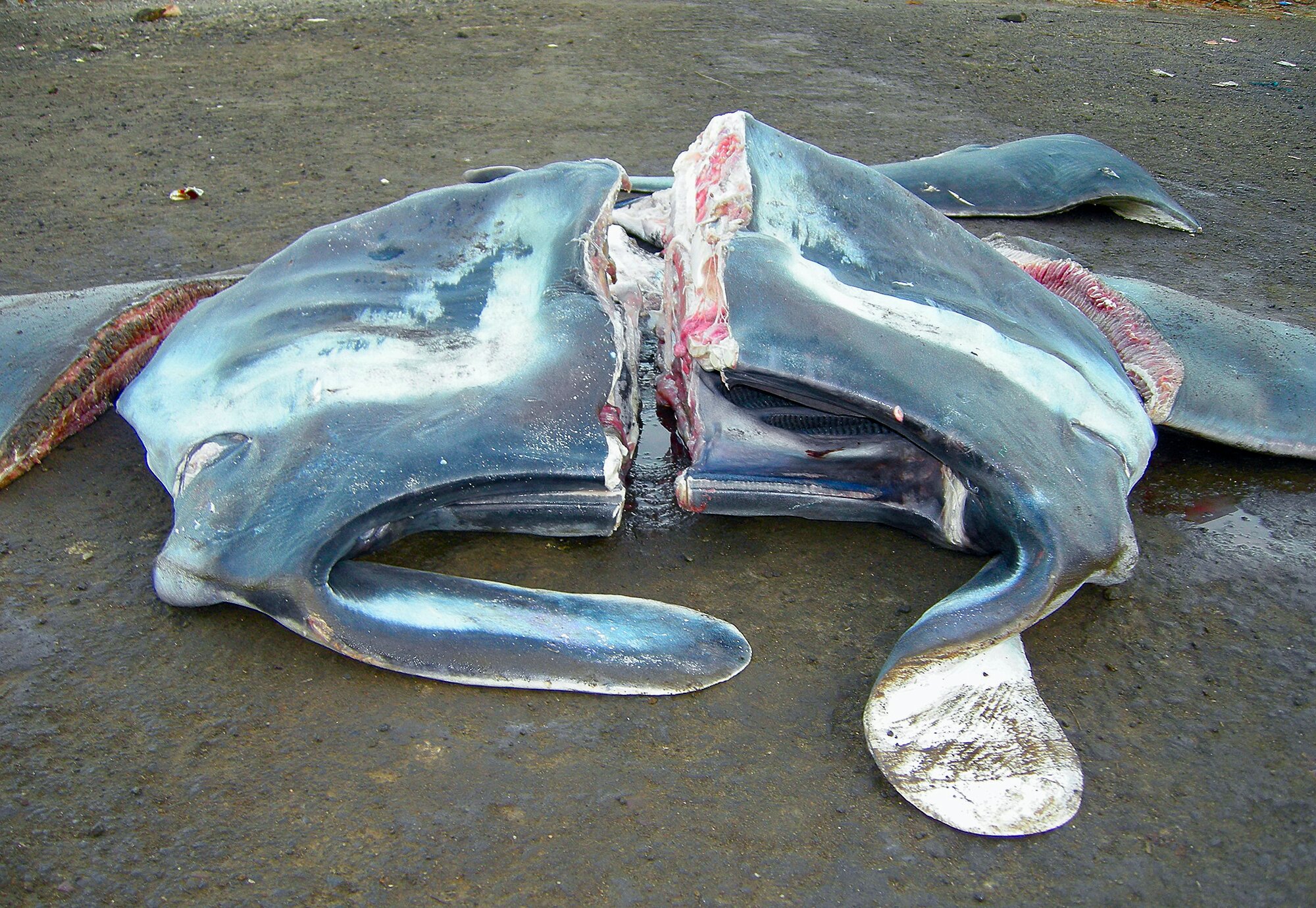 Giant Manta Caught and Butchered by Fishery; Photo by Dr. Andrea Marshall