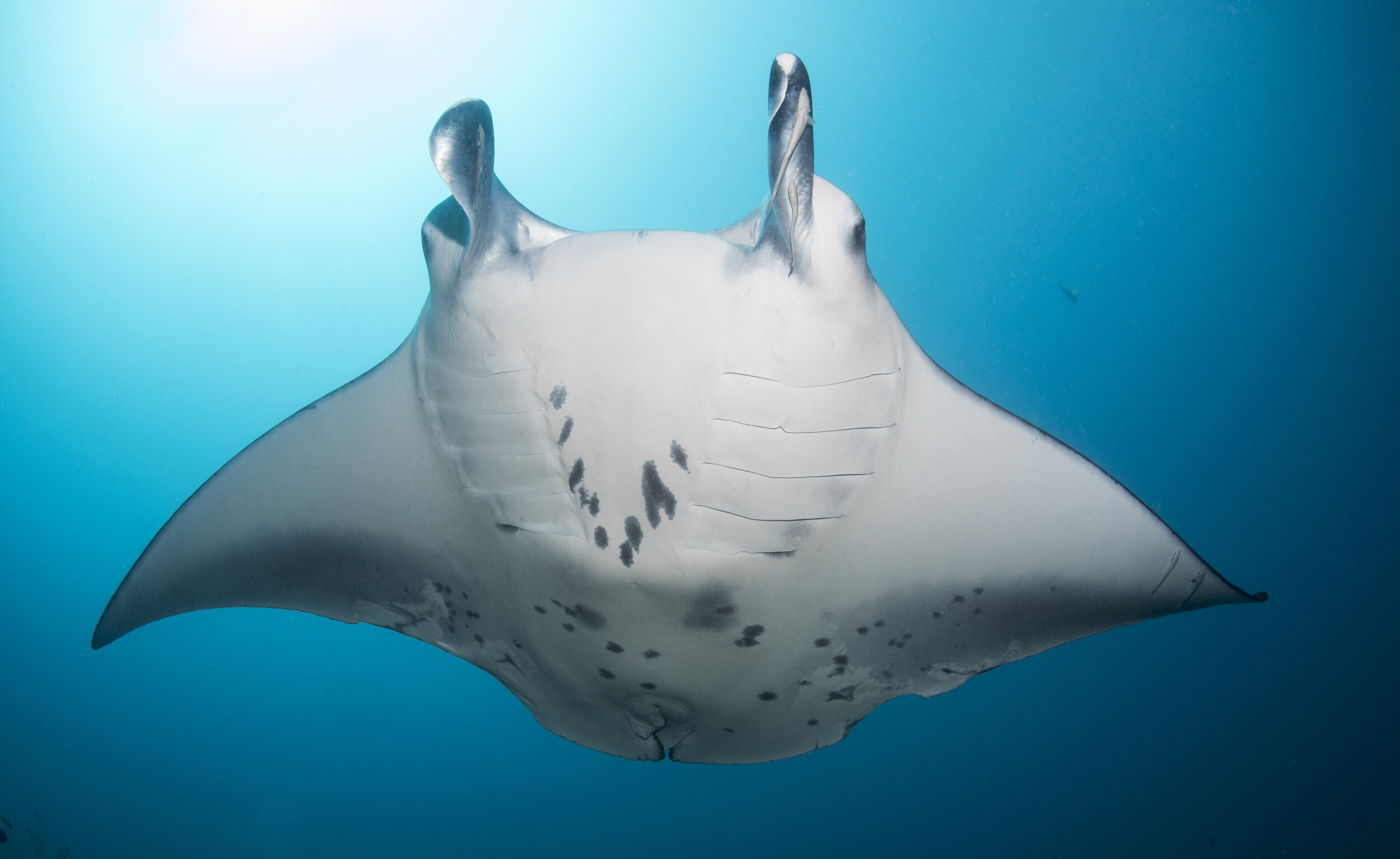 Mozambique Manta & Devil Rays