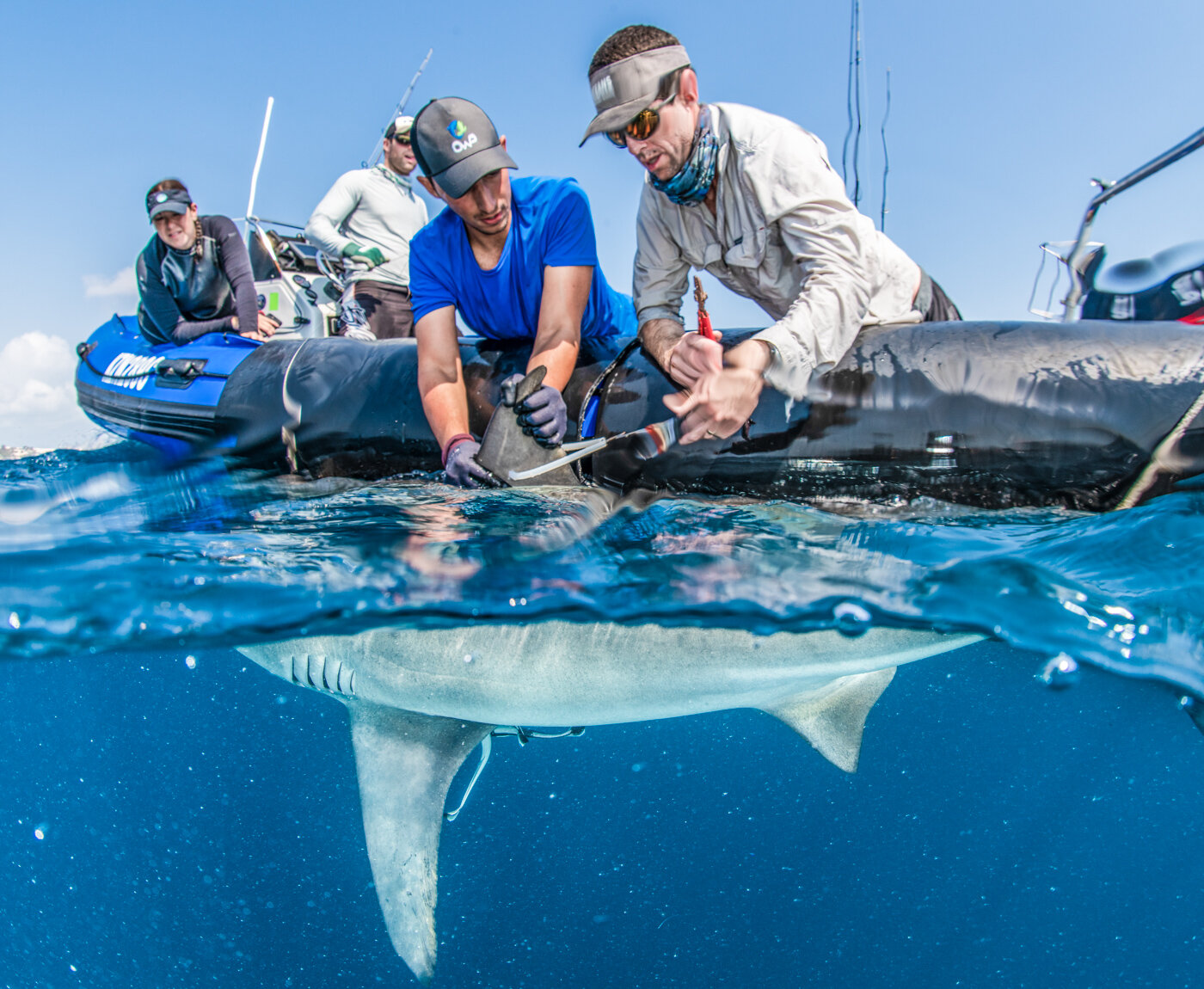 Researchers fit a tag to a bull shark held alongside an inflatable boat
