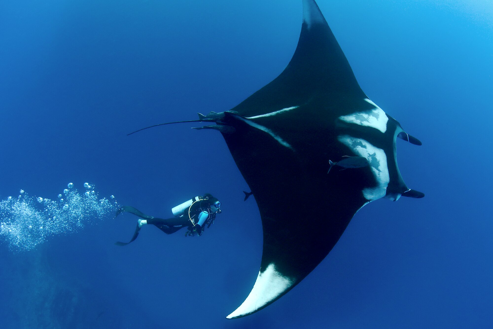 Dr. Andrea Marshall swims alongside a giant manta ray