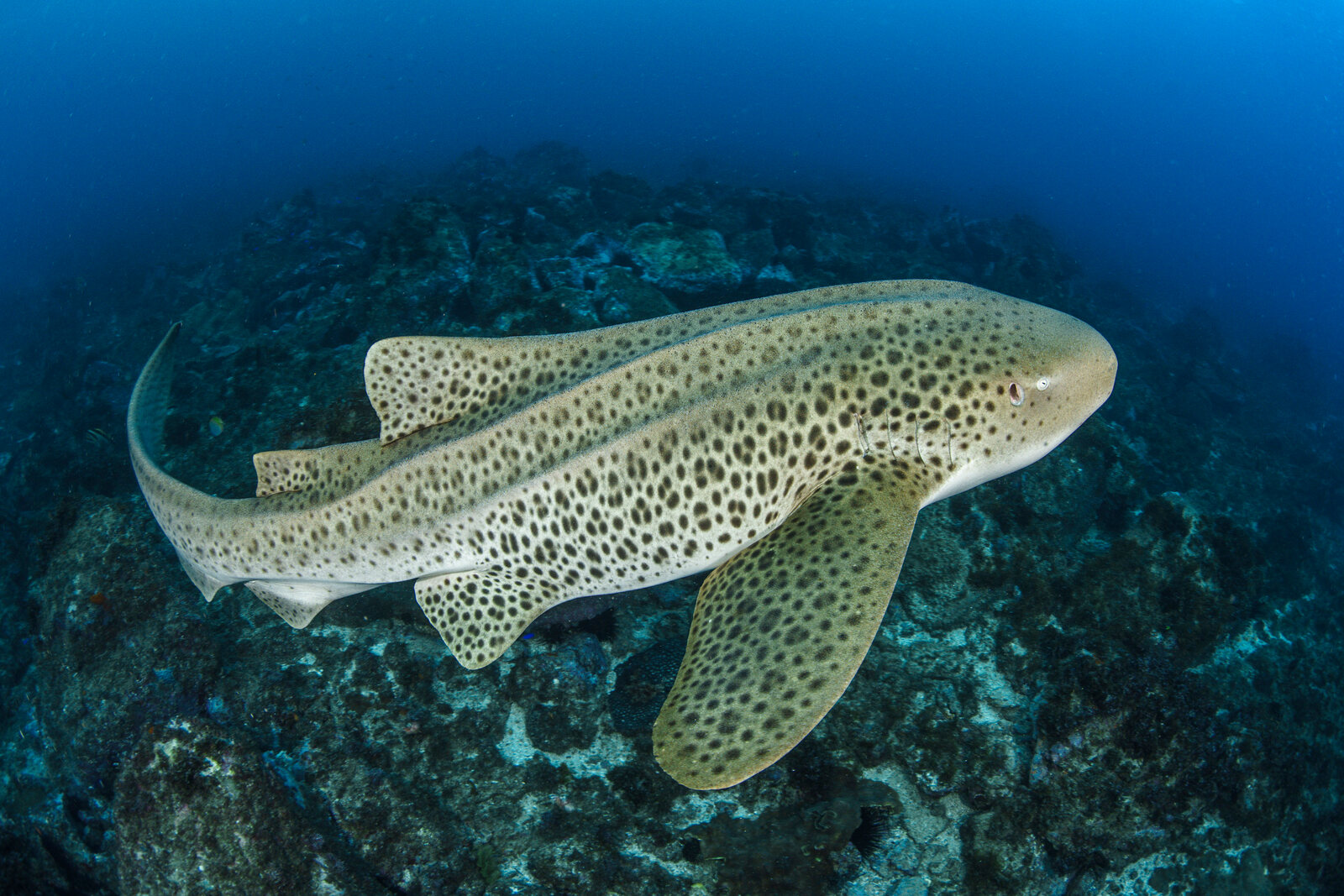 A leopard shark swims over the reef at Julian Rocks, Byron Bay