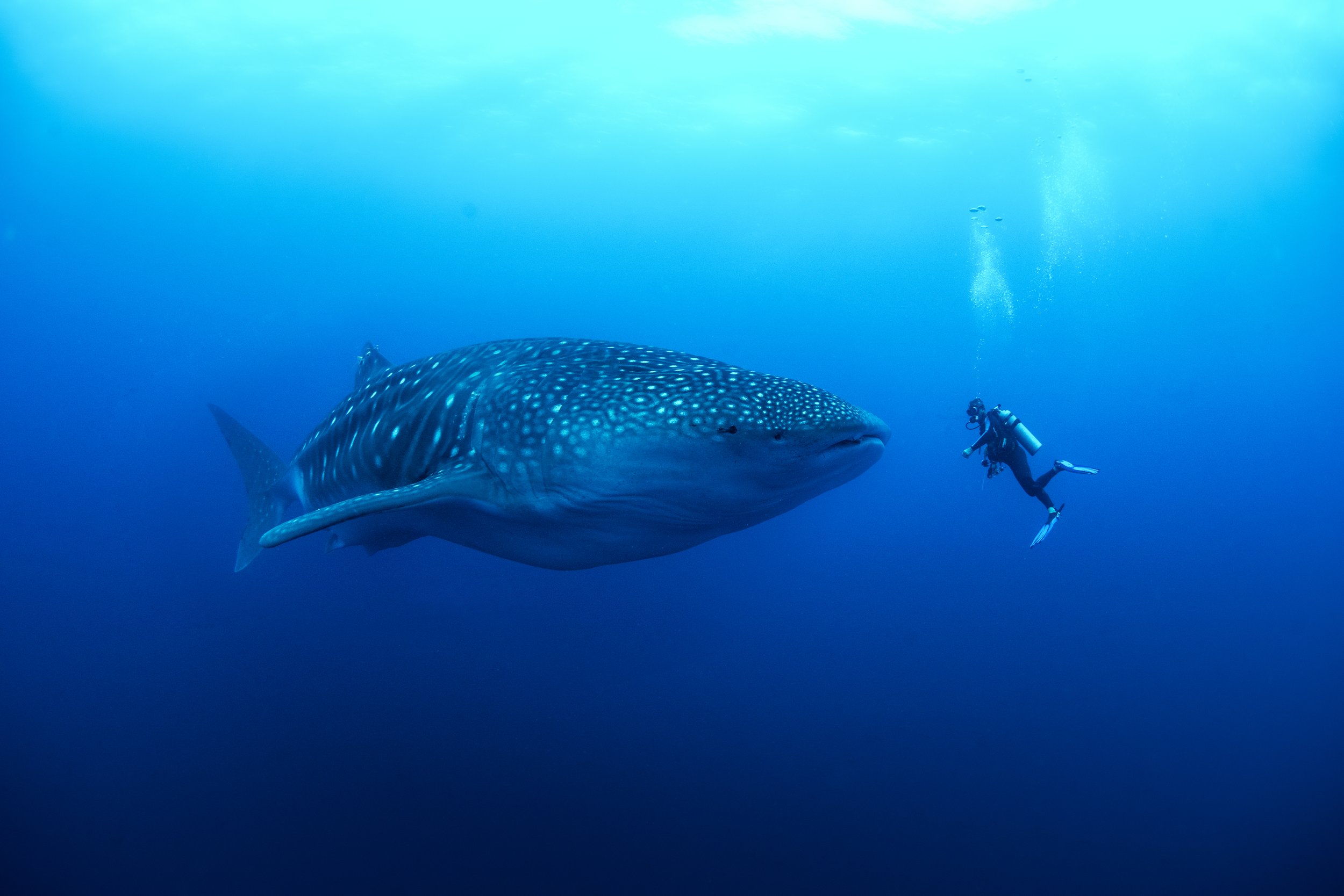A whale shark and a diver in open blue water