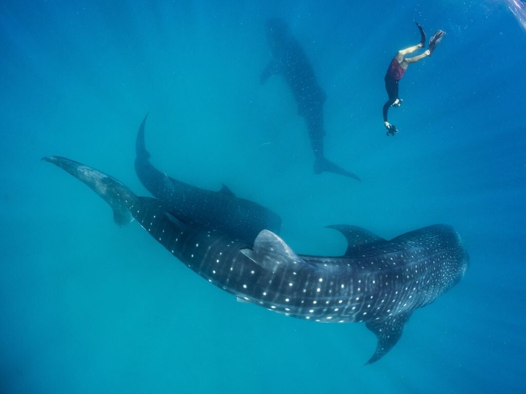 Dr. Chris Rohner with whale sharks at Mafia Island, Tanzania – where researchers have discovered a ‘local’ population of whale sharks. Image: Simon J Pierce | naturetripper.com