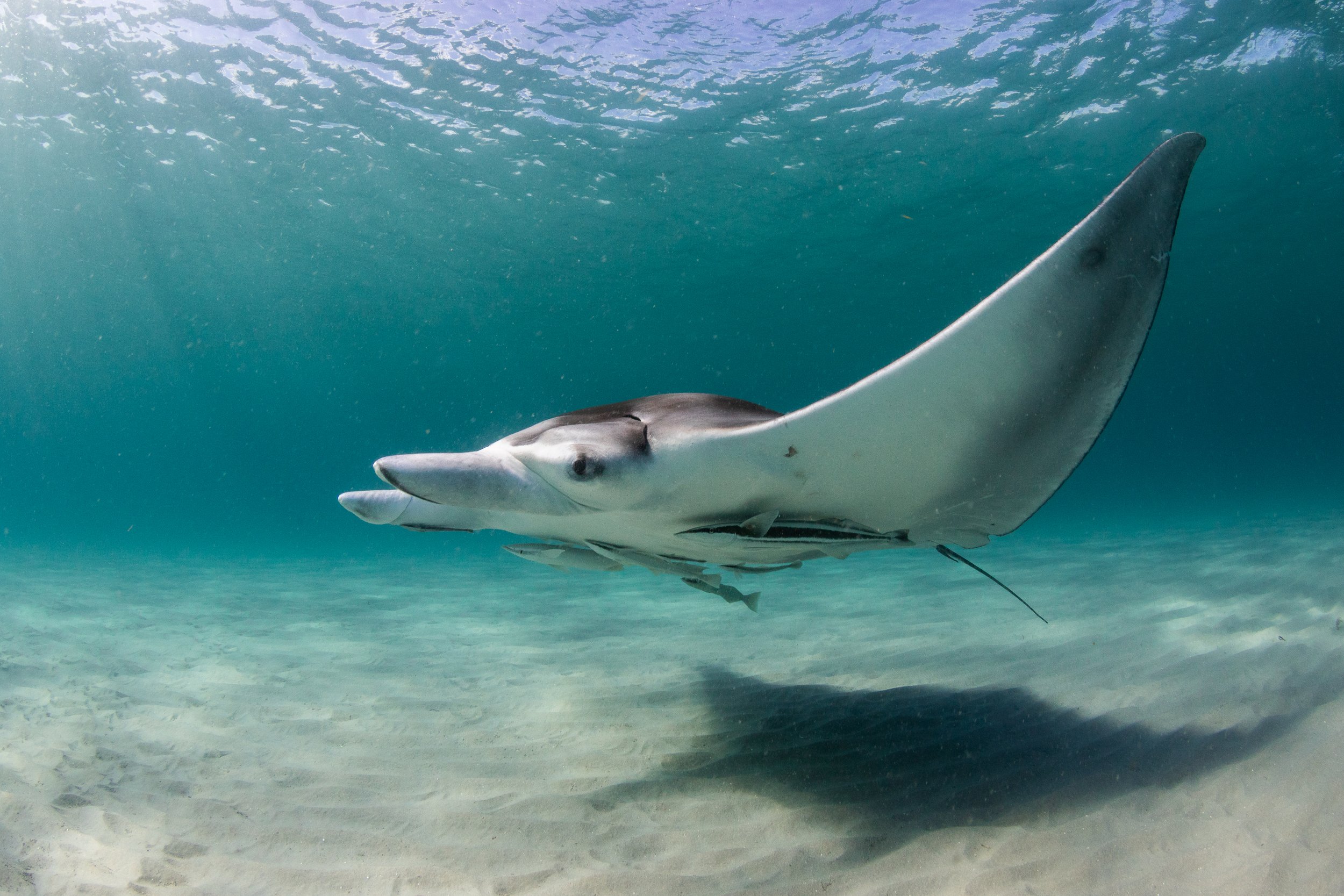 A juvenile Atlantic manta ray over sand in shallow water off south Florida