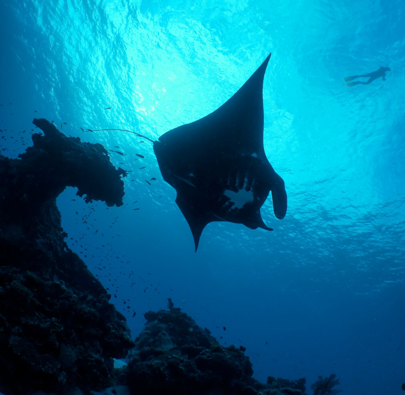 While black manta rays may look stealthy to us, their darker coloration could, in fact, make them more visible to predators. Photo credit: Stephanie Venables