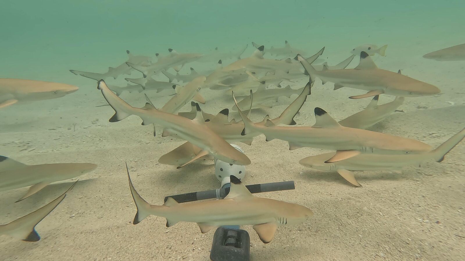 A dense group of young blacktip reef sharks circles the bait canister in front of the camera