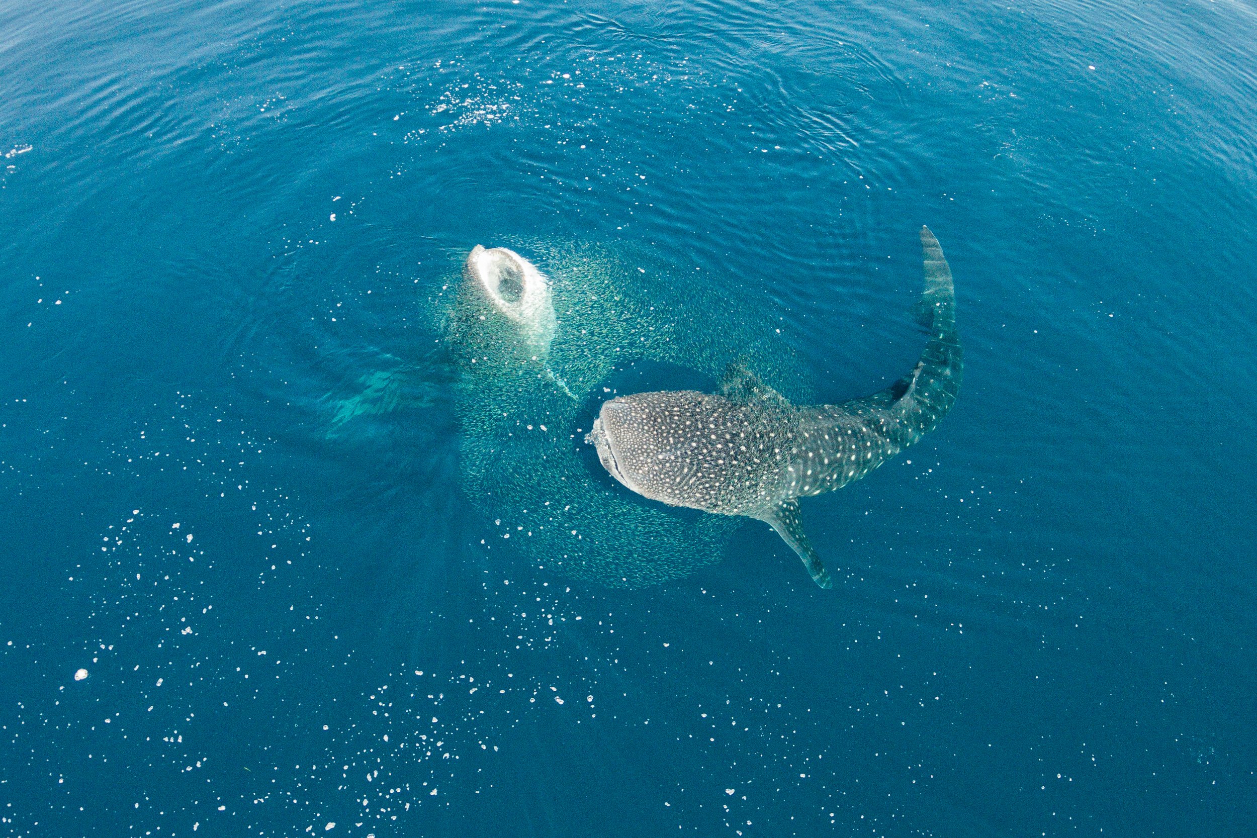 Two whale sharks feeding at the surface off Mafia Island, seen from the air