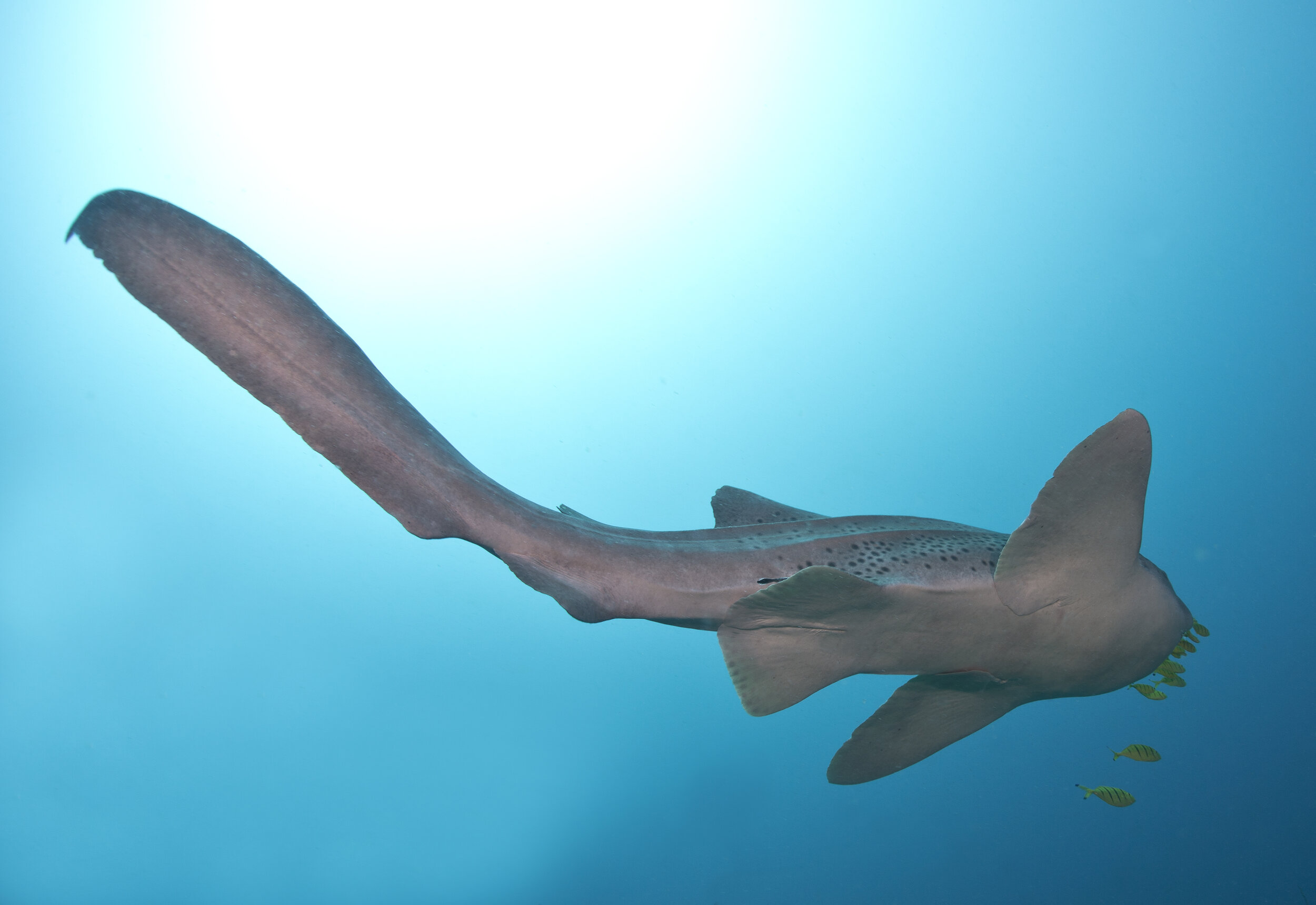 A leopard shark swimming in open water, seen from below