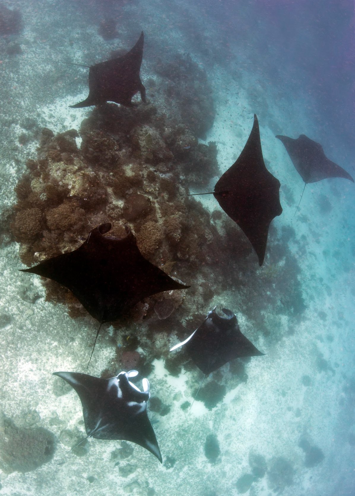 Social-behaviour-at-cleaning-station-Raja-Ampat-©-Andrea-Marshall