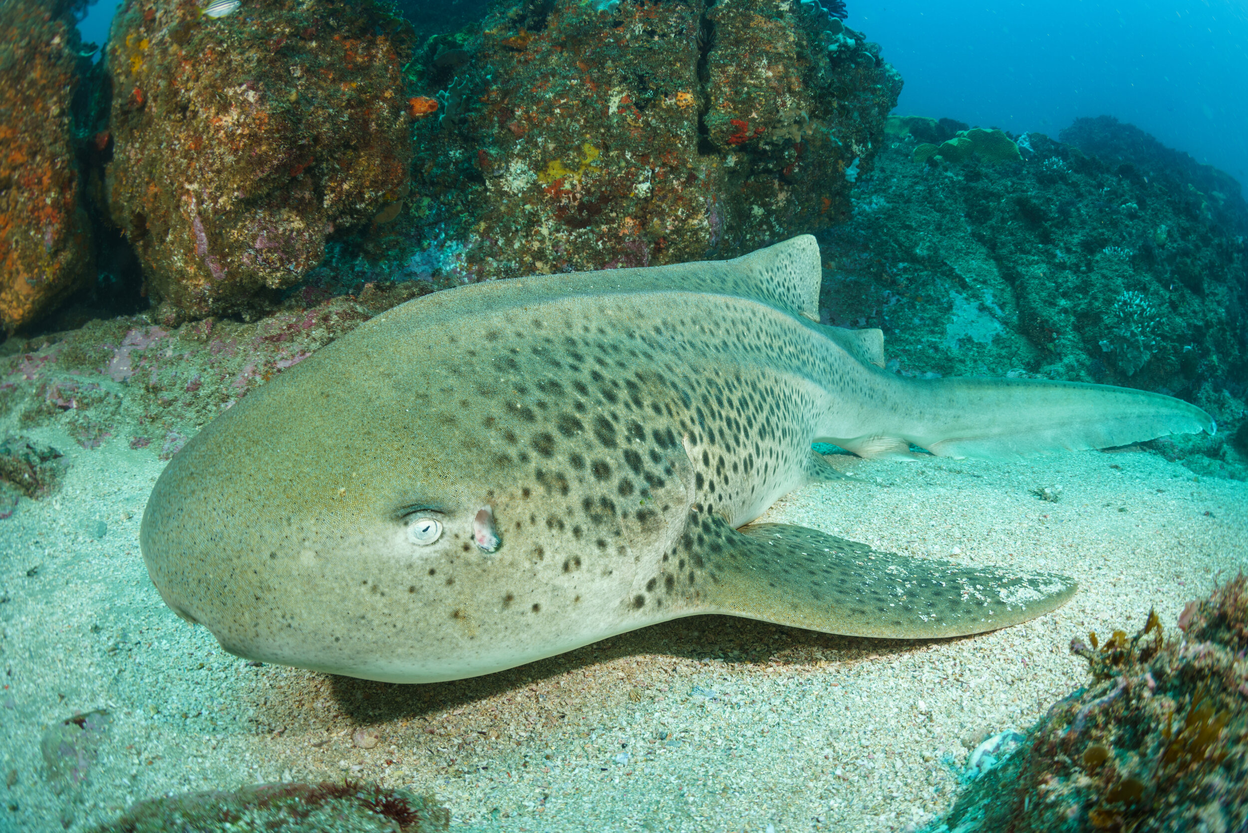A leopard shark resting on the sand at Julian Rocks, Australia