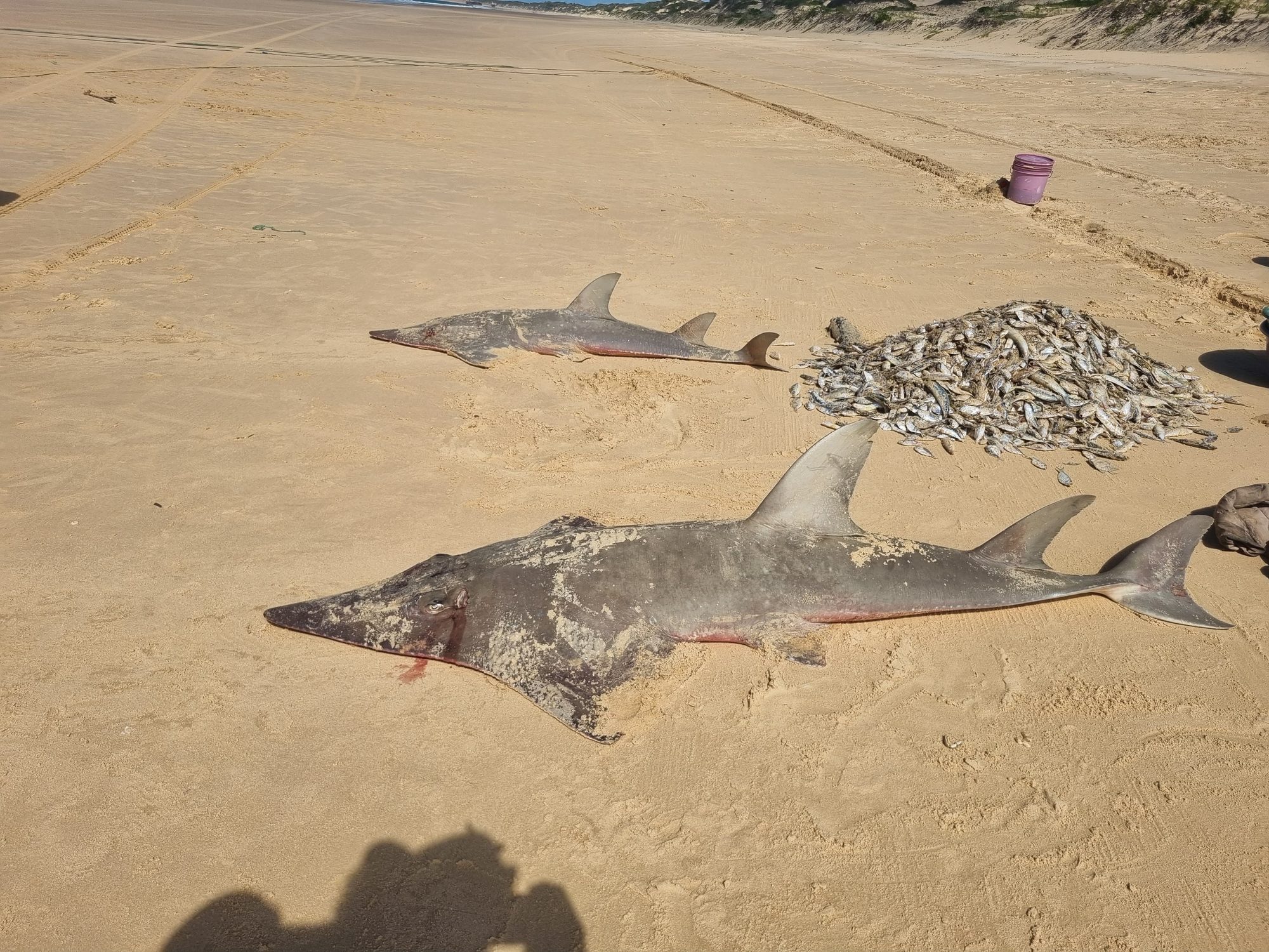 Two landed wedgefish laid out on the beach beside a fisher's catch, ready to be recorded by a community ranger