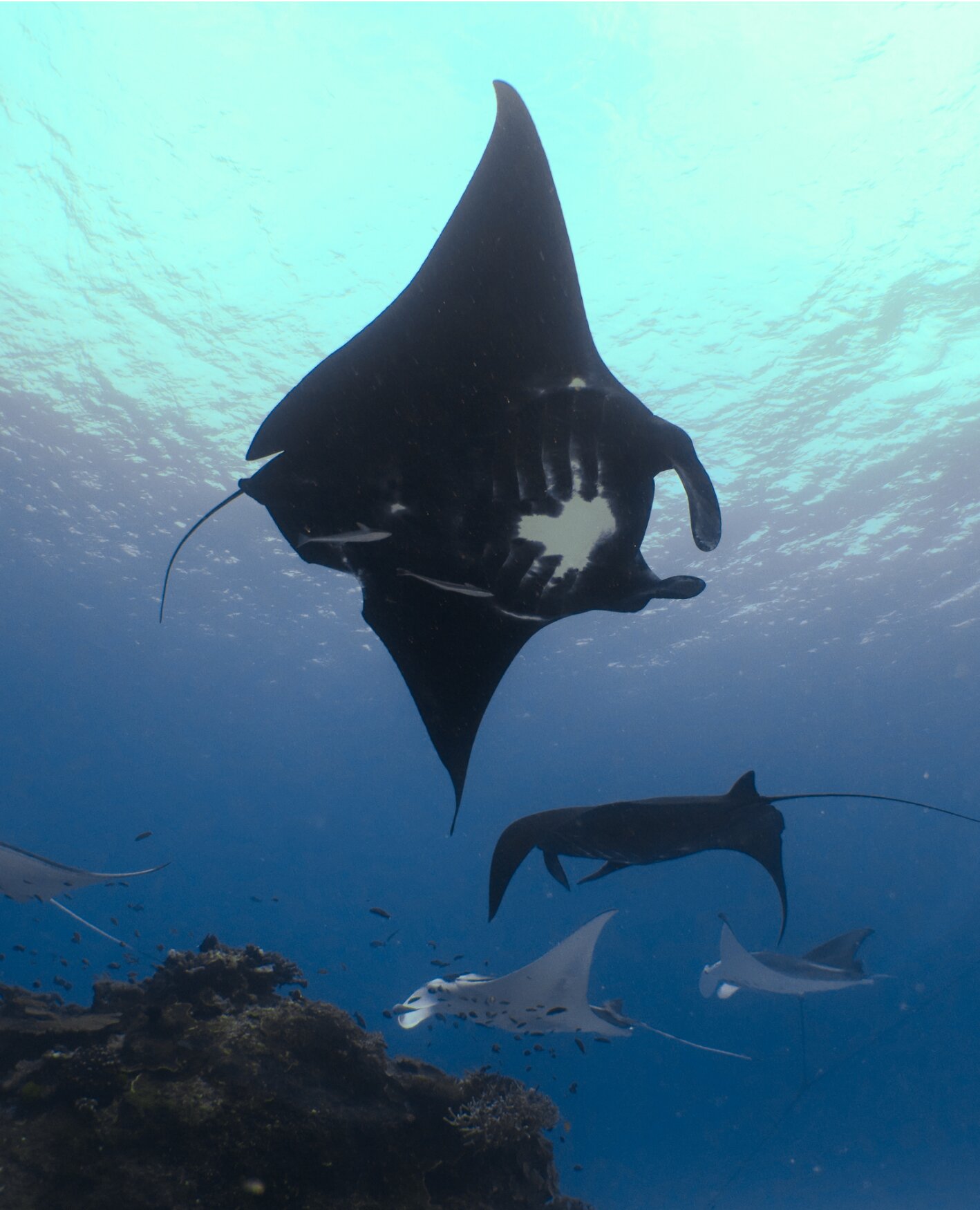 Melanism was most prominent in the Raja Ampat (West Papua, Indonesia) population of reef manta rays. Photo credit: lead author of the study and MMF researcher, Stephanie Venables
