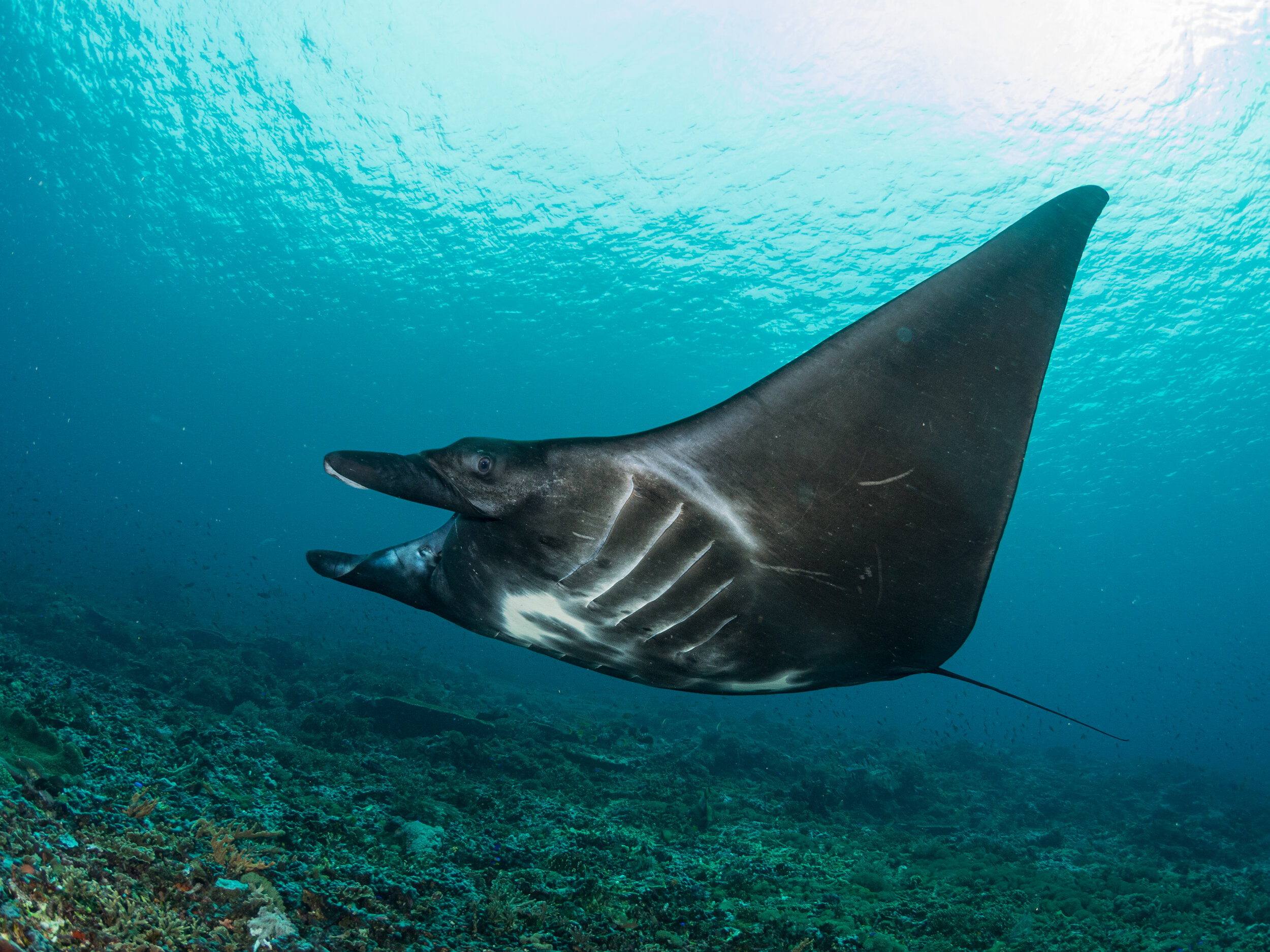 A black reef manta ray swims over a reef