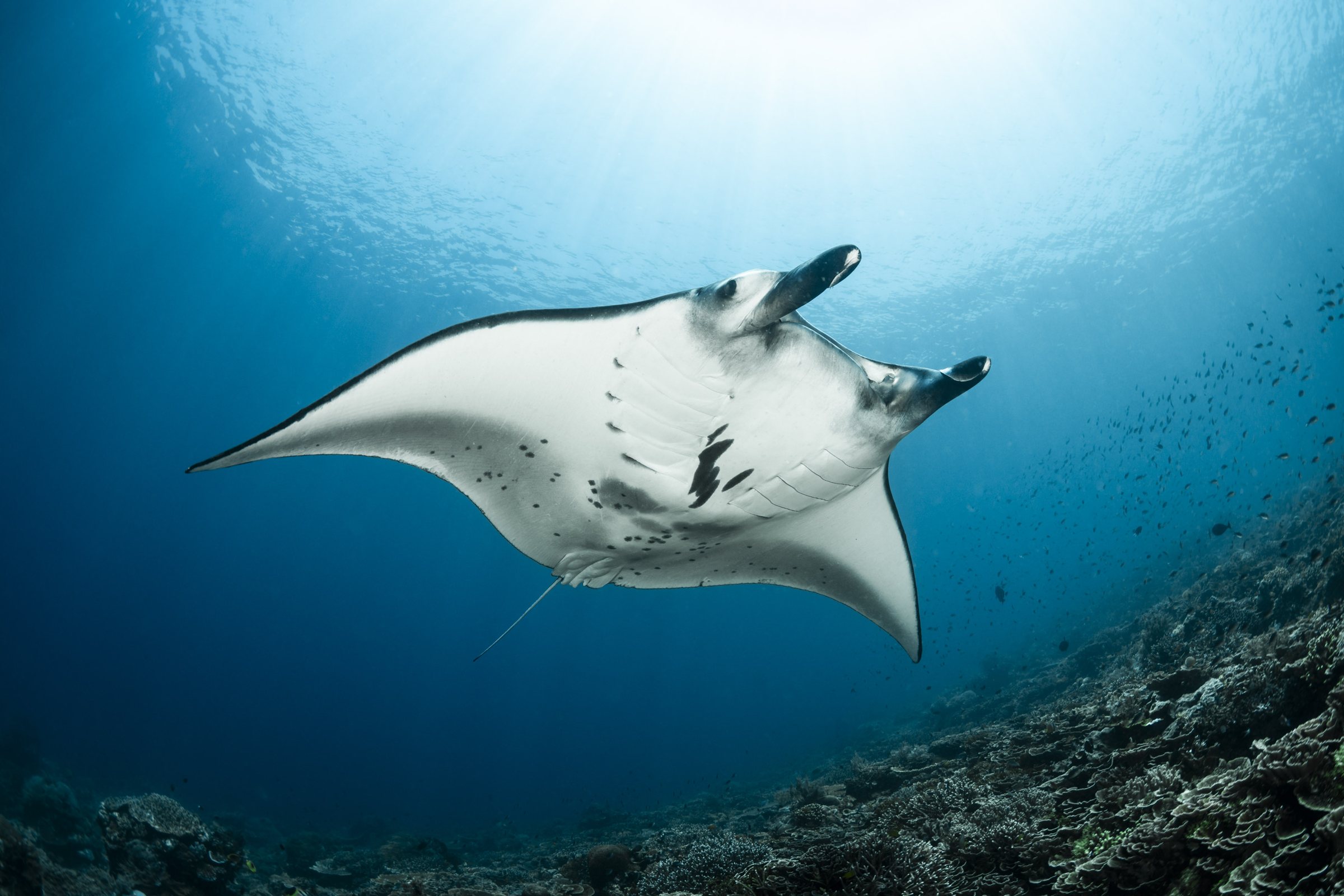 Indonesia Manta Ray Project