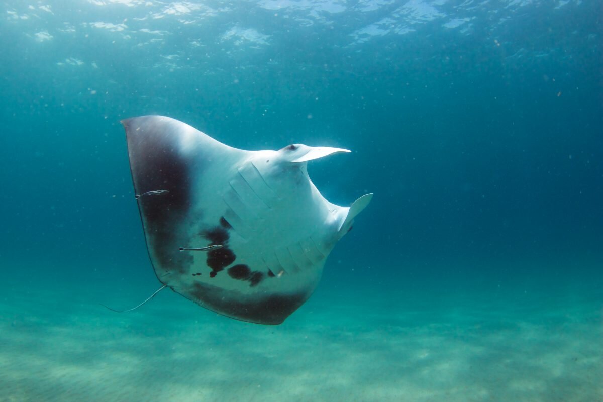 Meet Gillie, a juvenile giant manta ray in south Florida – we first met Gillie in August 2017 and have observed him a total of 20 times. During our encounters, we have removed fishing line from him and watched him recover from a boat strike inj…