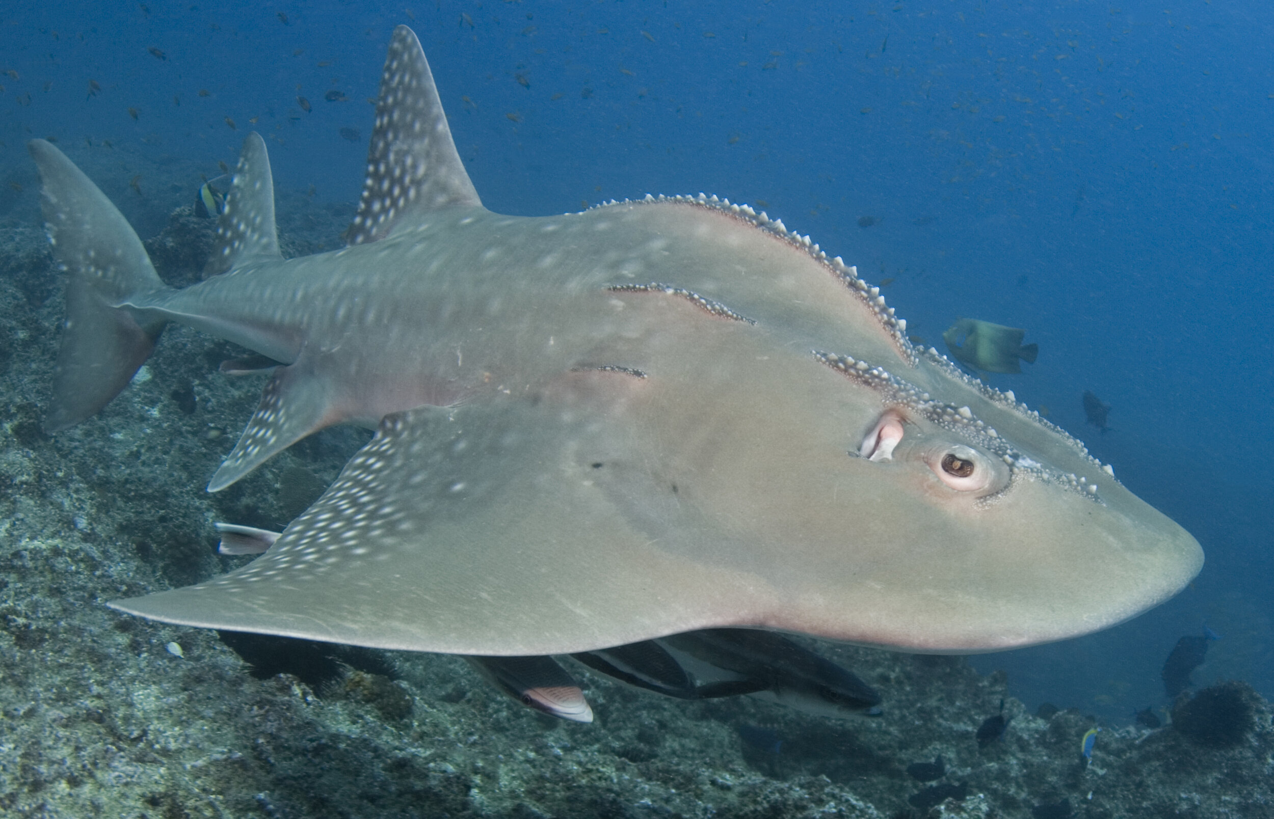 A bowmouth guitarfish swims low over a reef