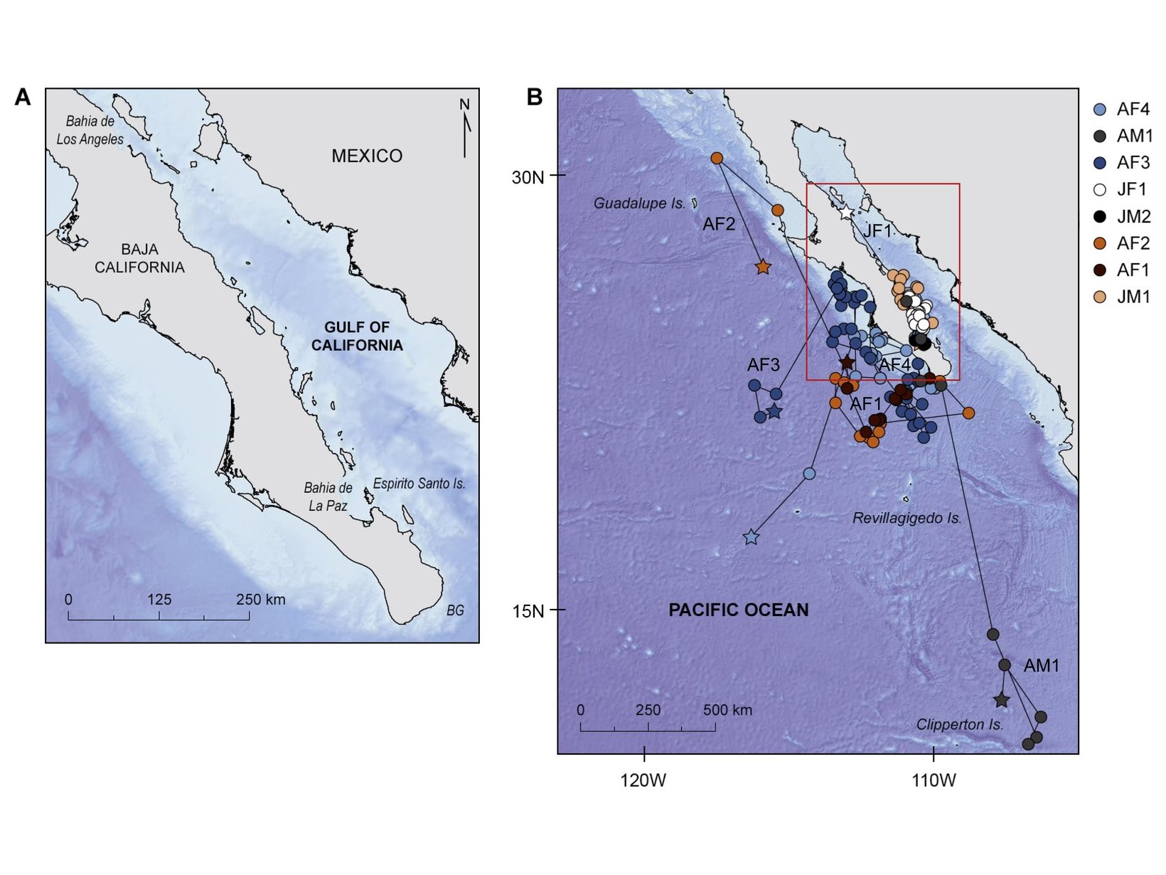 Map of the study area and the tracks of whale sharks tagged in the Gulf of California, Mexico