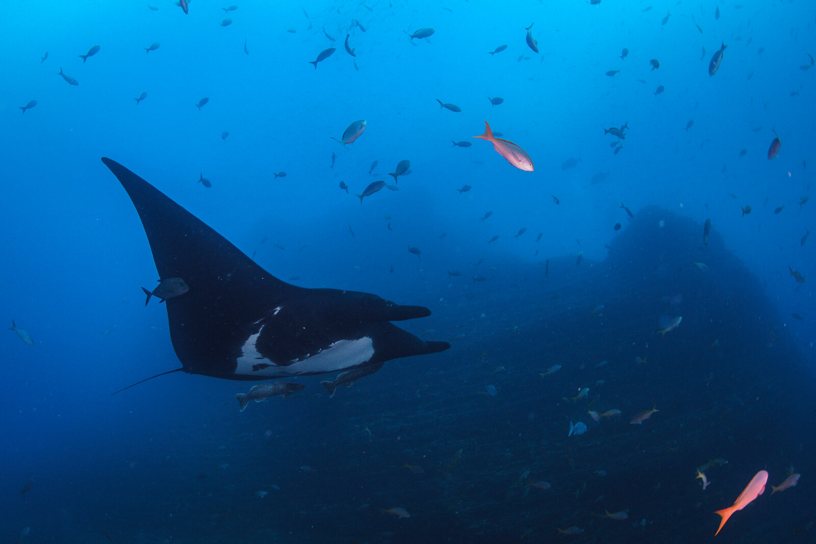 An oceanic manta ray swims over a rocky reef among schooling fish