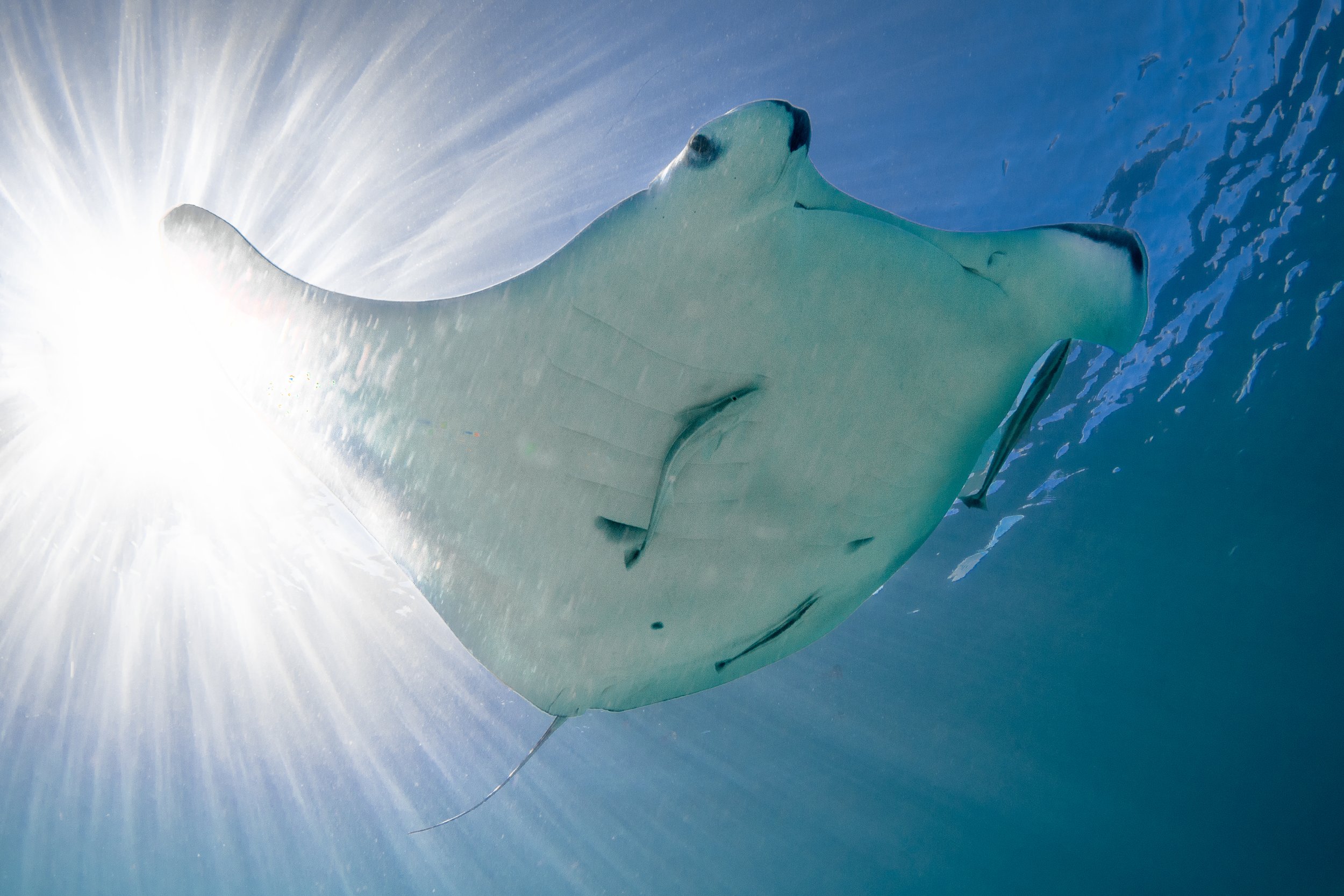 Nemo the manta ray