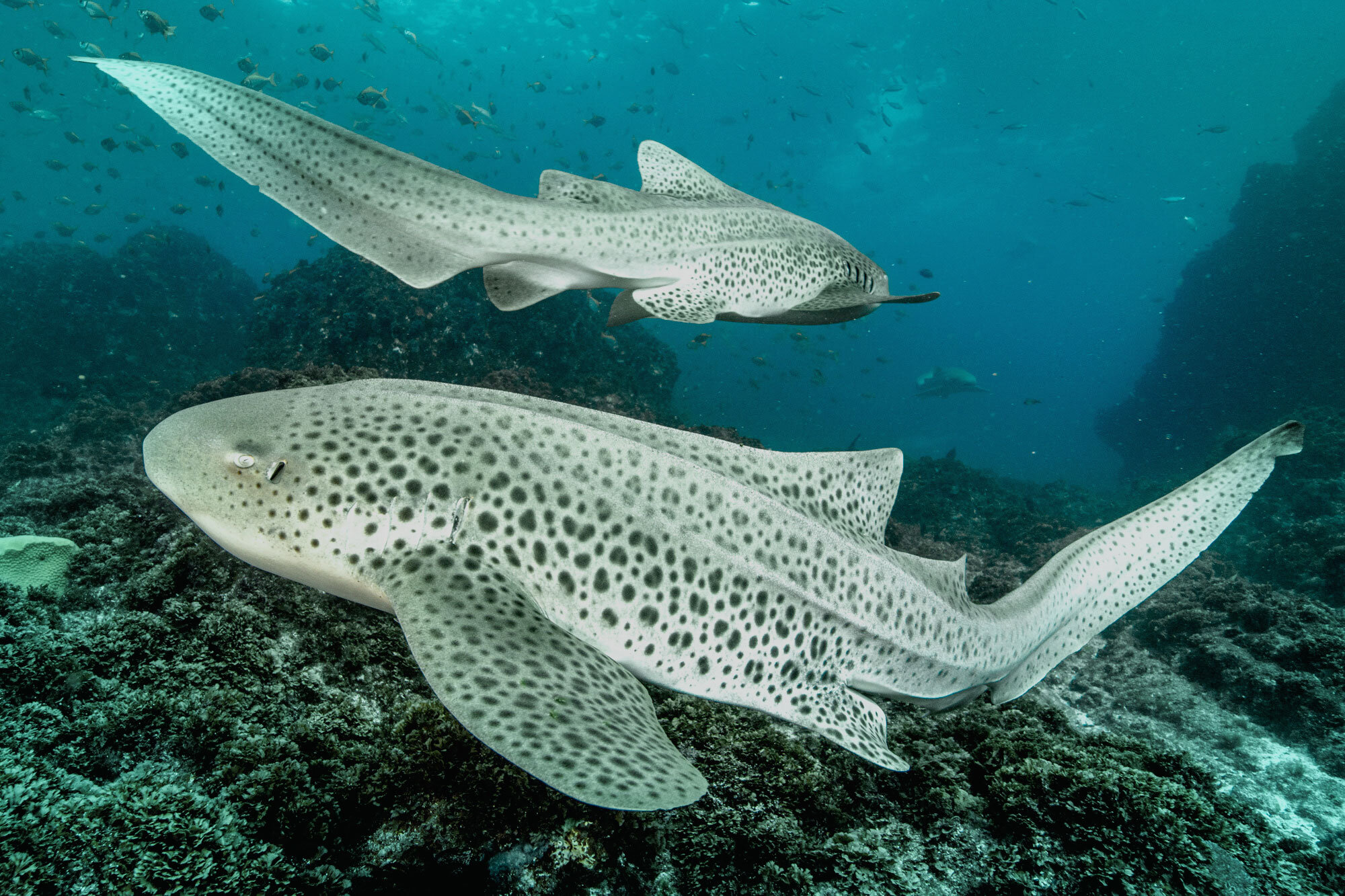 Two leopard sharks swimming over a rocky reef