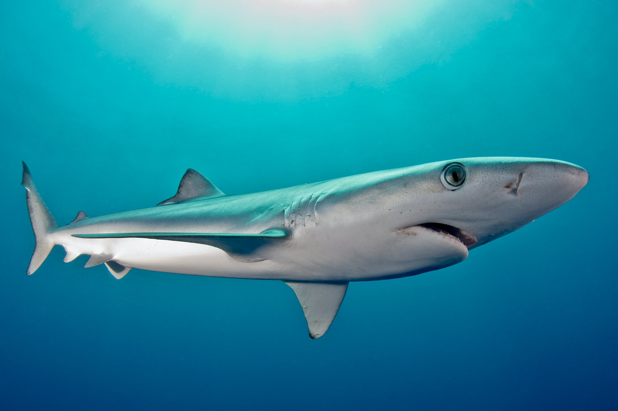 Blue Shark; Photo by Dr. Andrea Marshall