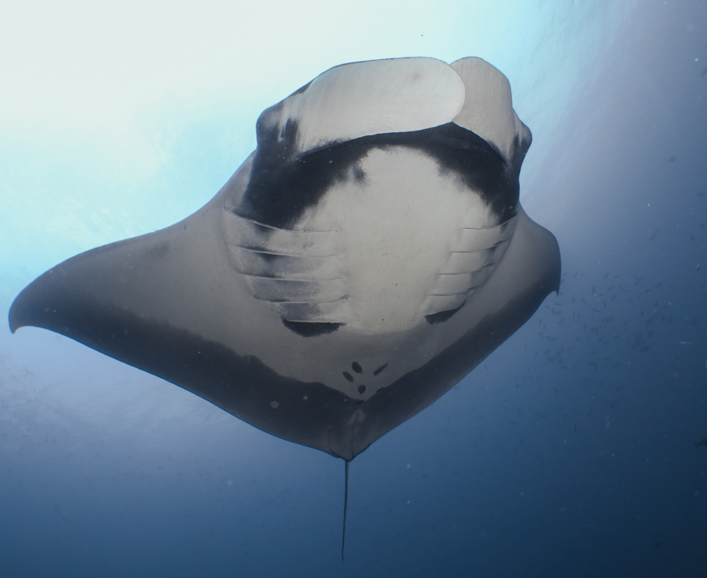 A giant manta in Raja Ampat, the only place in Indonesia that's home to both species