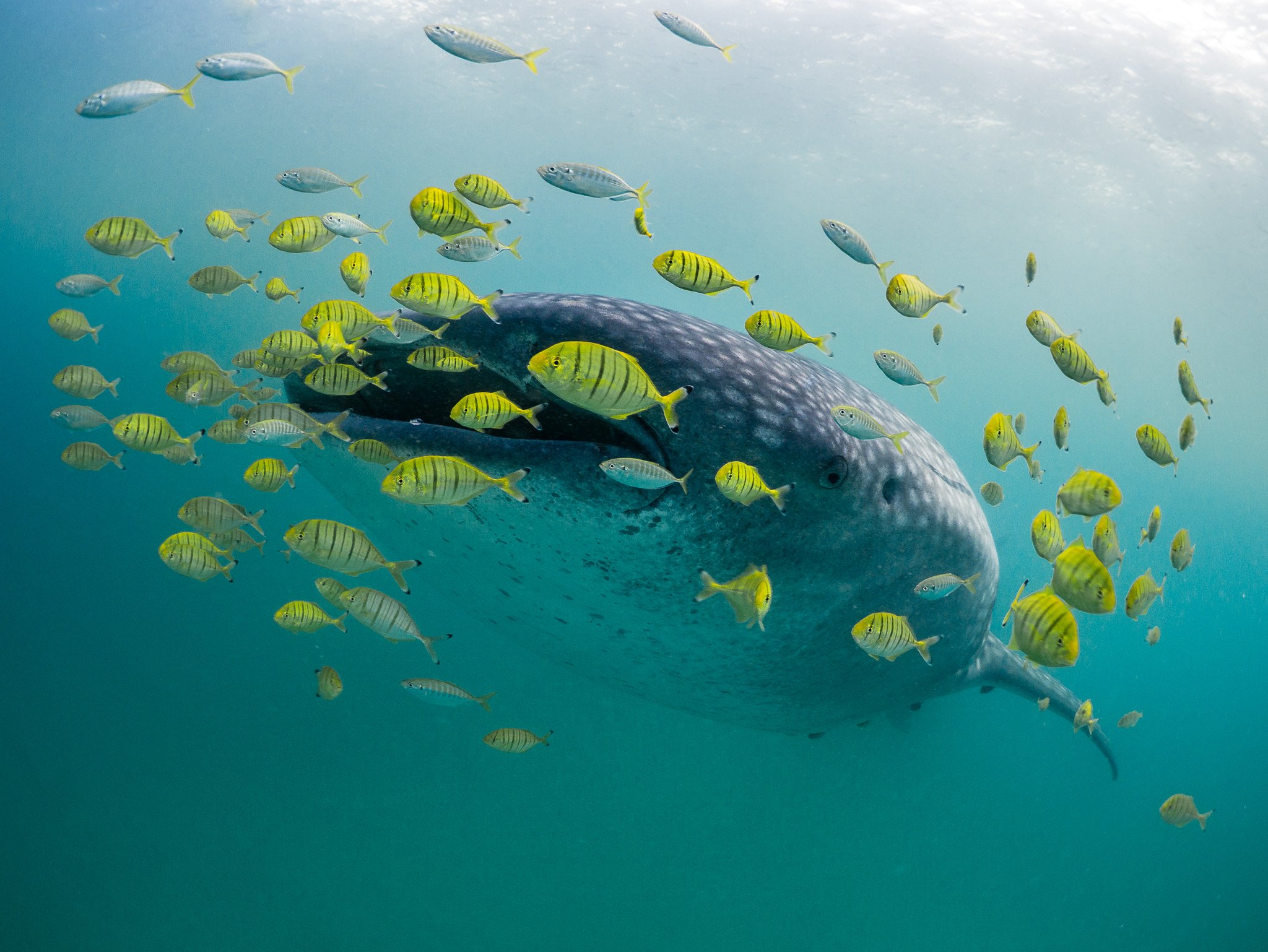 A whale shark surrounded by golden trevally at Mafia Island